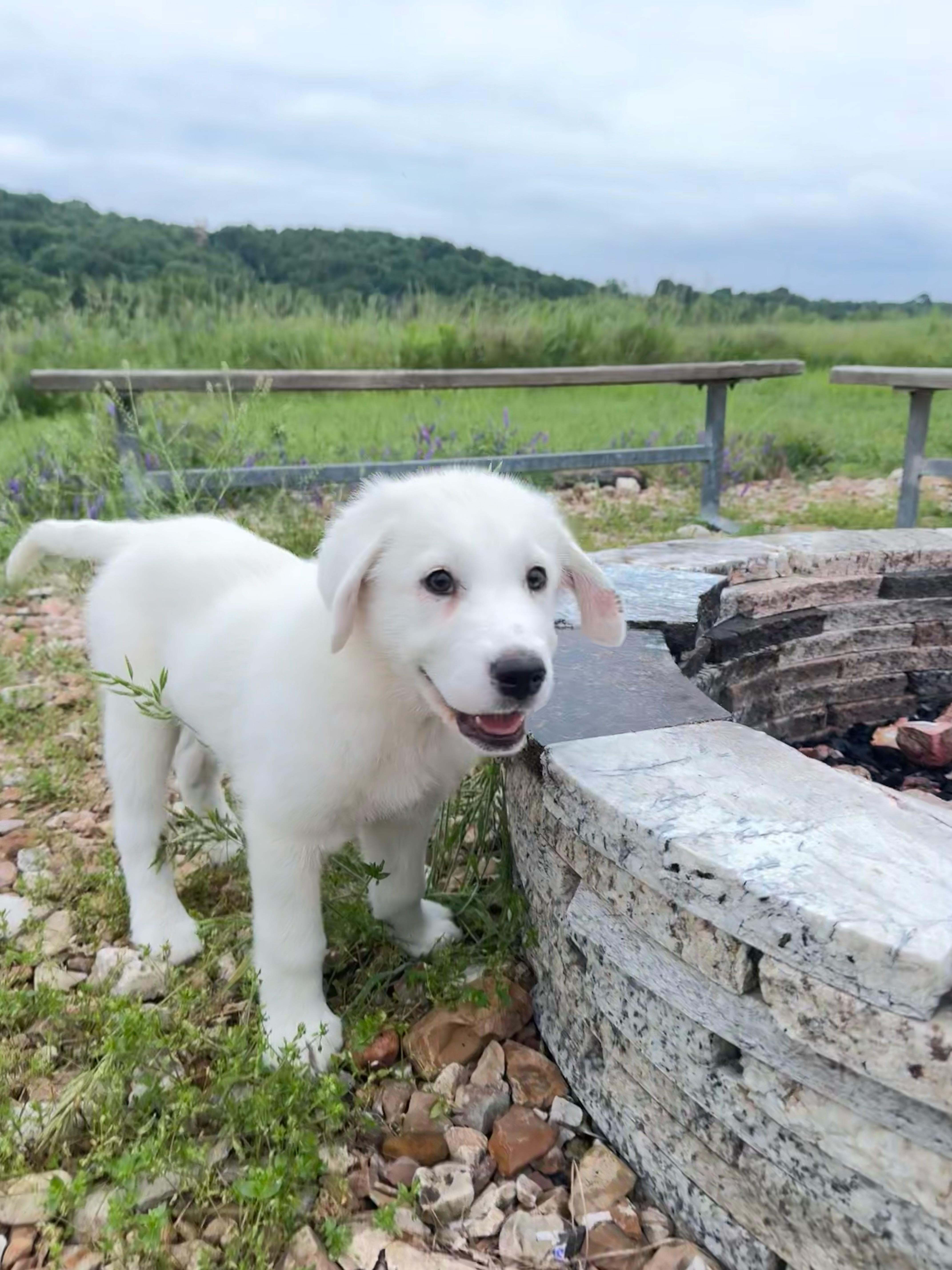 Enlarge Bonnie " White lab mix female puppy", a Adopted mixed breed in Flower Mound, TX image 4/4