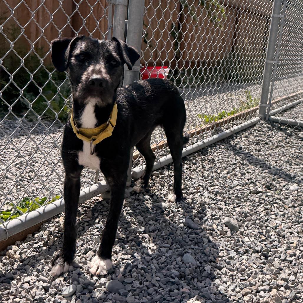 Kakashi, Adoptable, Young Female Terrier & Mixed Breed.