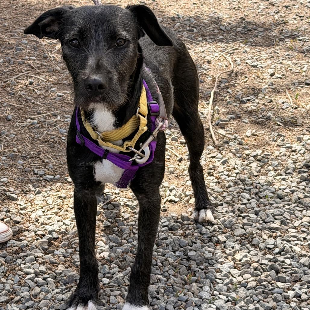 Kakashi, a Adoptable mixed breed in Port Angeles, WA image 2/4