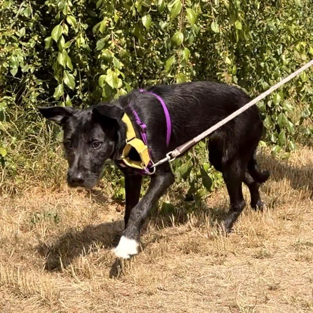 Kakashi, a Adoptable mixed breed in Port Angeles, WA image 3/4