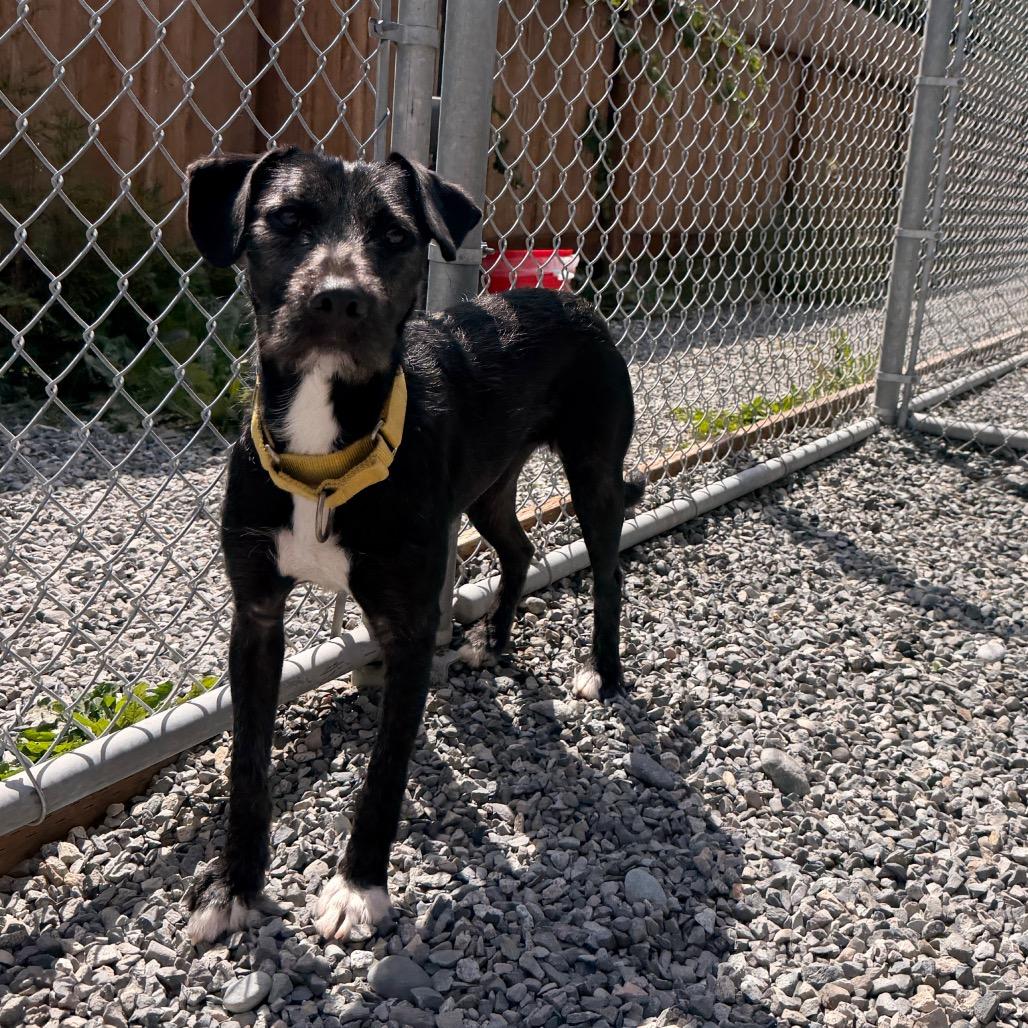 Kakashi, a Adoptable mixed breed in Port Angeles, WA image 4/4