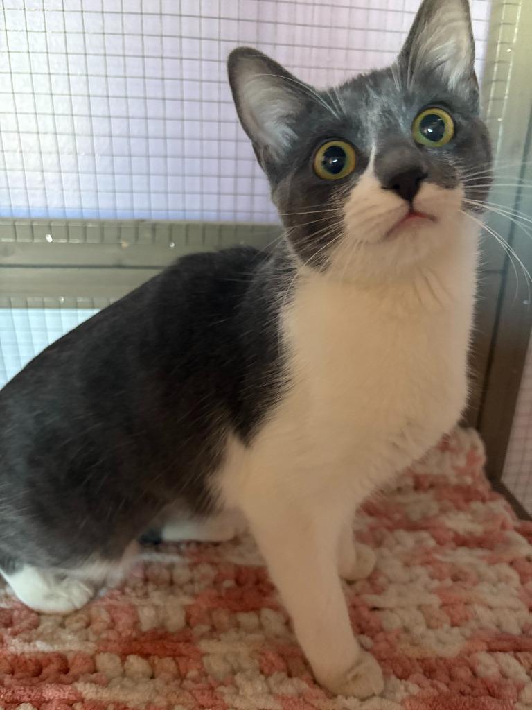 Katana, Adoptable, Kitten Female Domestic Short Hair.