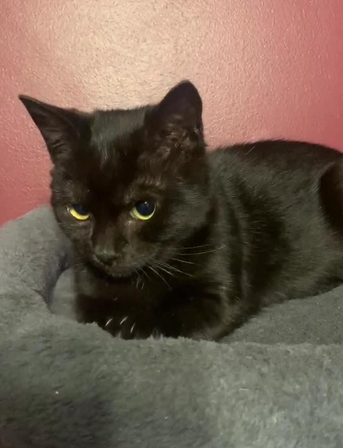 Enlarge Pixie, a Adoptable Domestic Short Hair in LITTLE MOUNTAIN, SC image 1/2