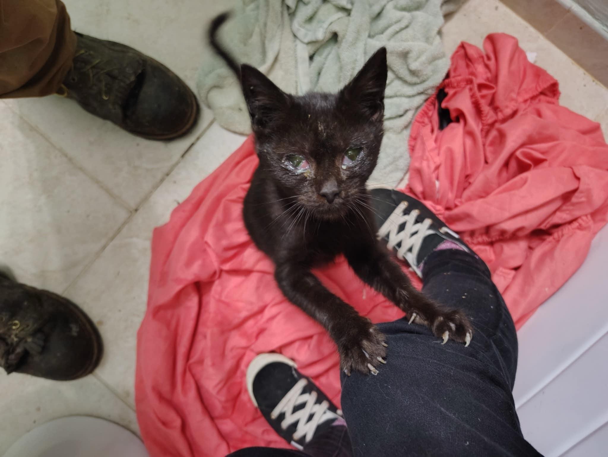 Enlarge Pixie, a Adoptable Domestic Short Hair in LITTLE MOUNTAIN, SC image 2/2