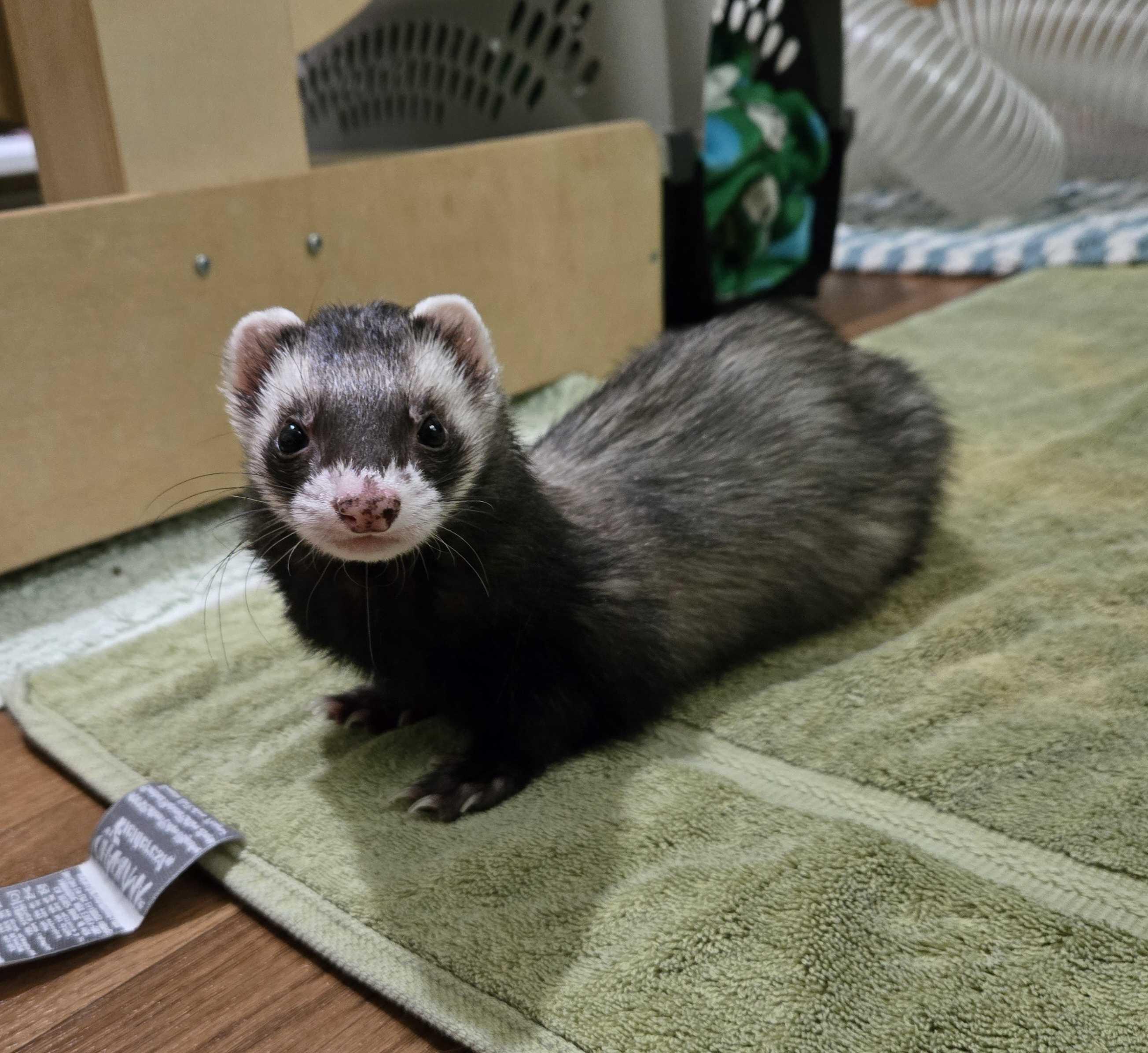 Bert, ADOPTABLE, Adult Male Ferret.