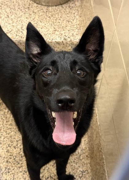 Enlarge Dave 64830, a Adoptable mixed breed in Aiken, SC image 1/1