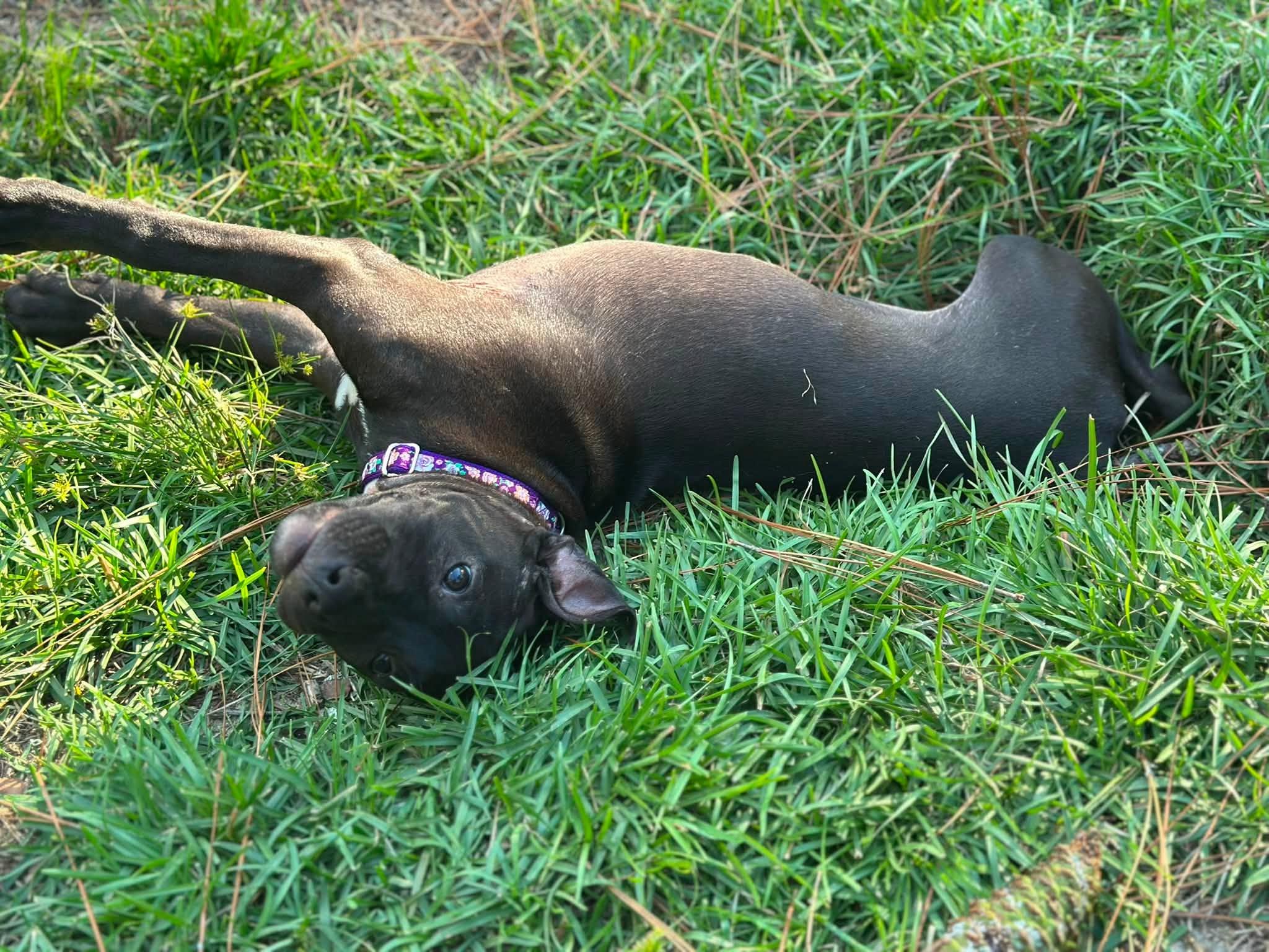 Enlarge Violet, a ADOPTABLE Pit Bull Terrier in Raeford, NC image 2/2