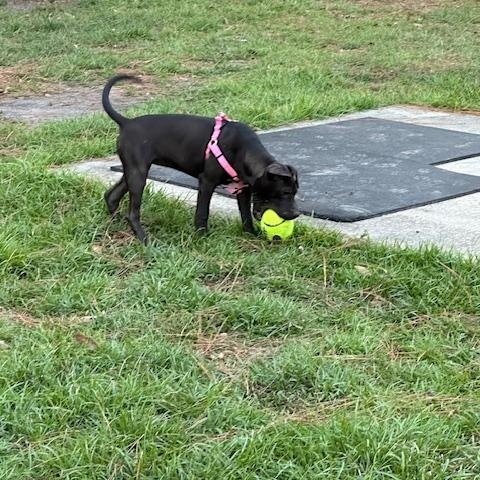 Enlarge Violet, a Adoptable mixed breed in Raeford, NC image 6/6