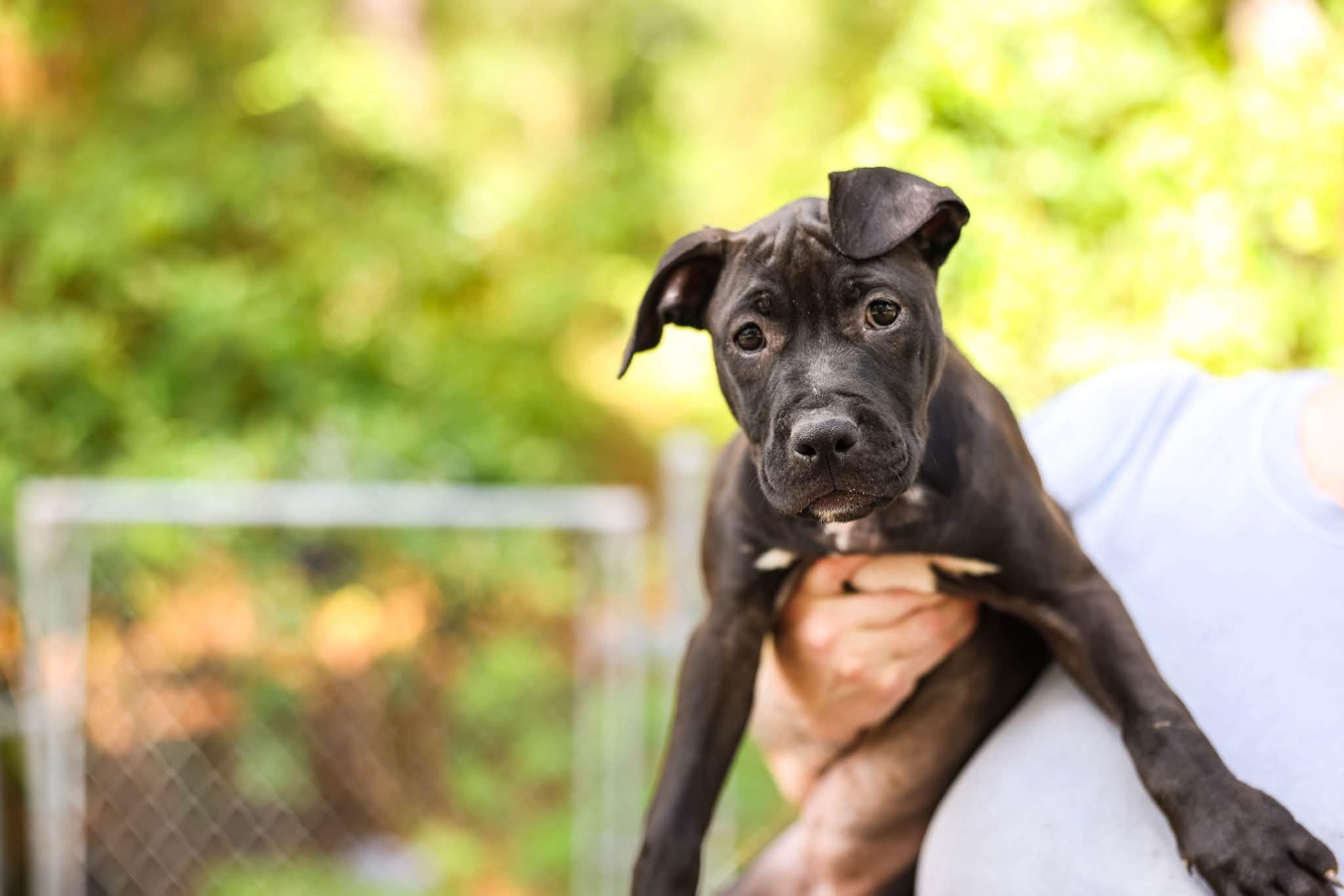 Violet, ADOPTABLE, Young Female Pit Bull Terrier.