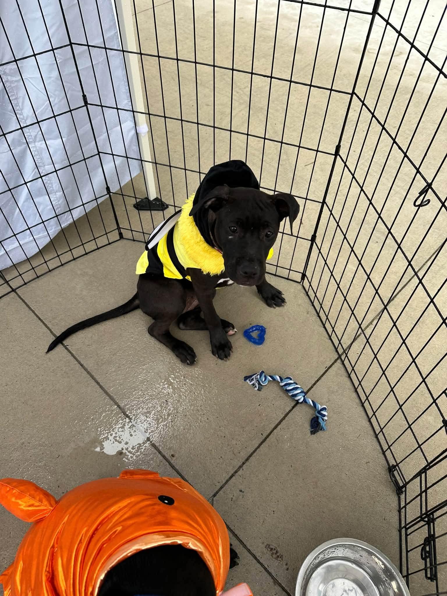 Enlarge Violet, a Adoptable mixed breed in Raeford, NC image 3/6