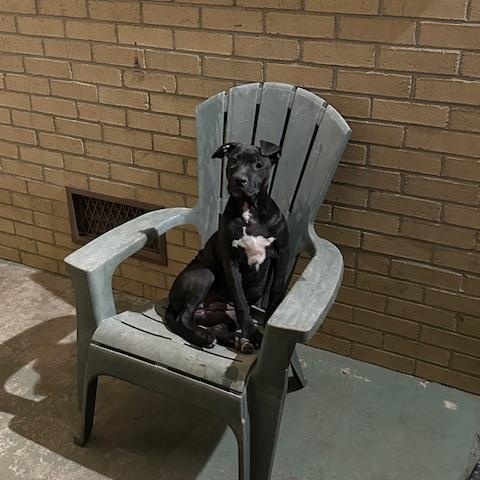 Enlarge Violet, a Adoptable mixed breed in Raeford, NC image 2/6