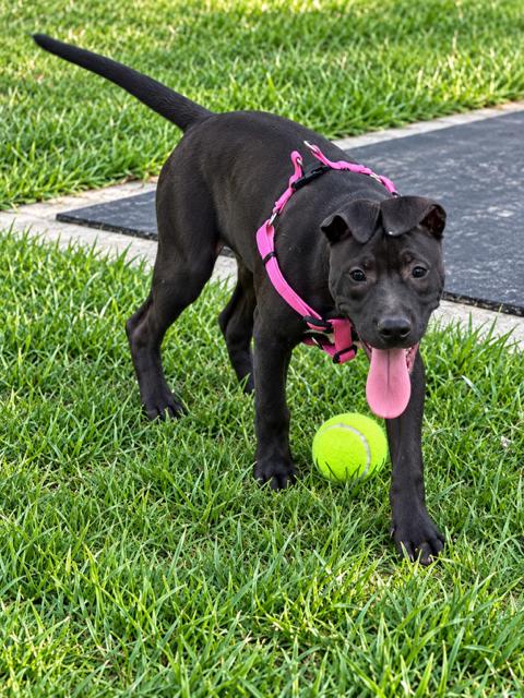 Enlarge Violet, a Adoptable mixed breed in Raeford, NC image 4/6