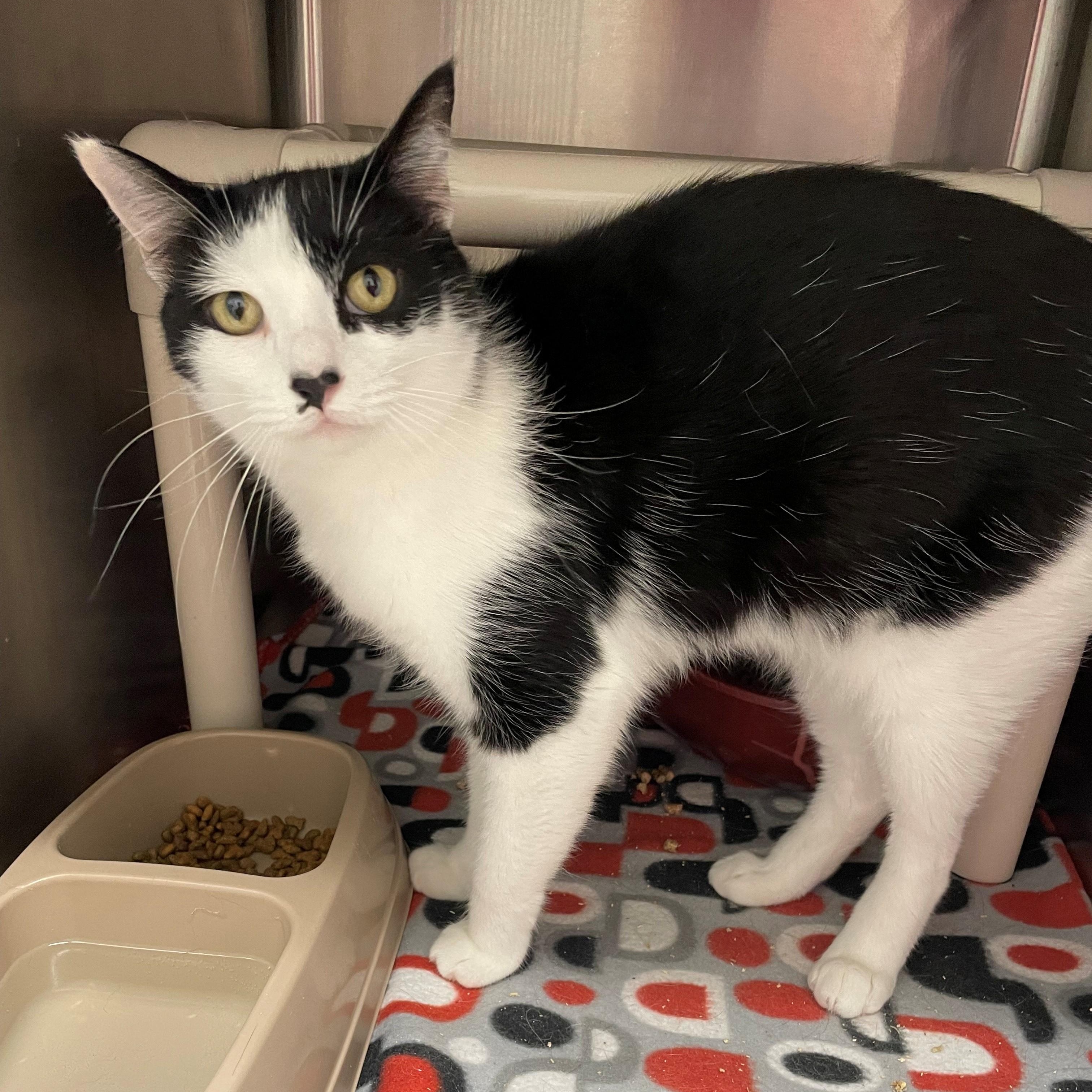 Florian, a Adoptable Domestic Short Hair in Benton Harbor, MI image 2/2