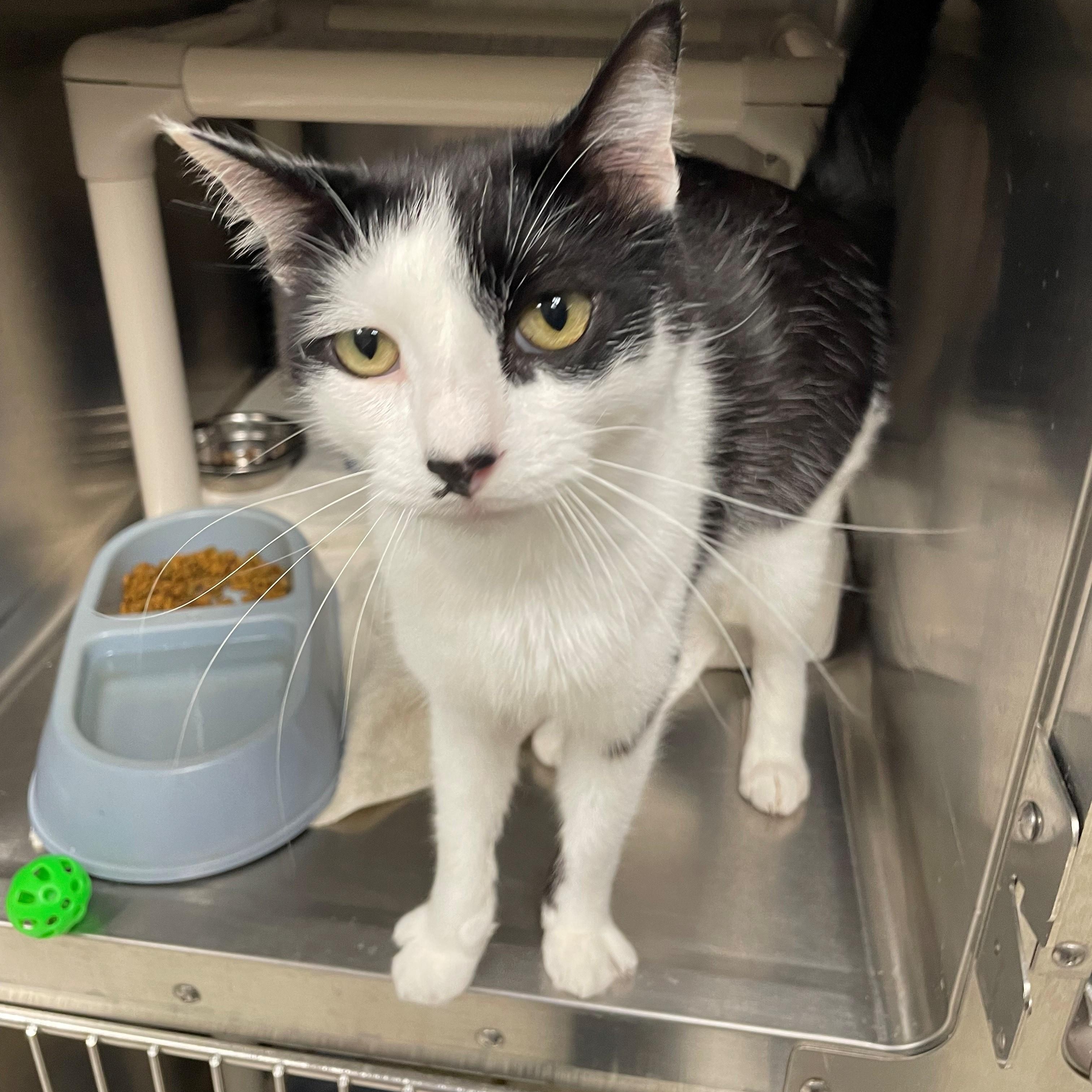 Florian, a Adoptable Domestic Short Hair in Benton Harbor, MI image 1/2