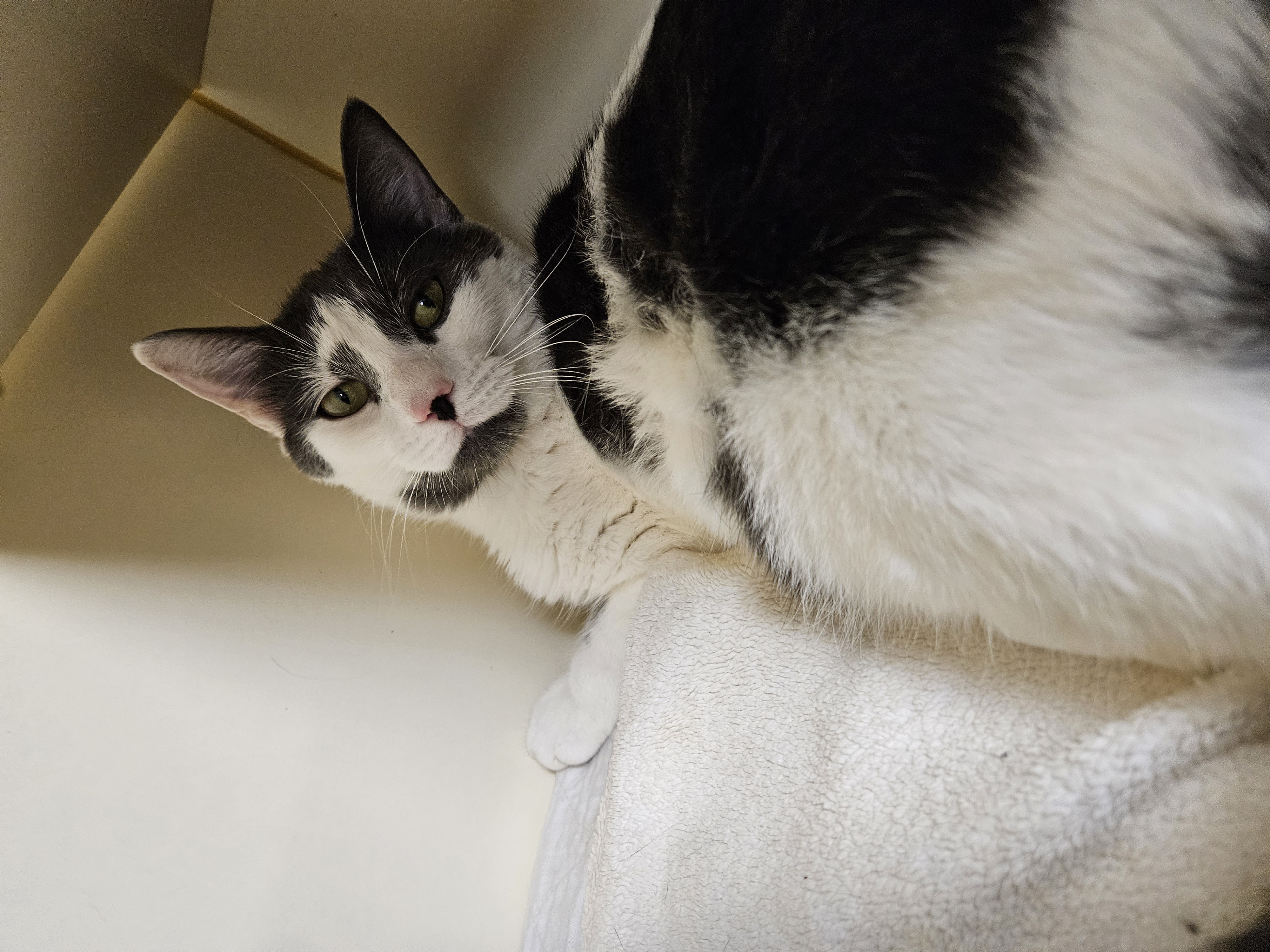Watson, an adopted Domestic Short Hair in Myerstown, PA_image-1