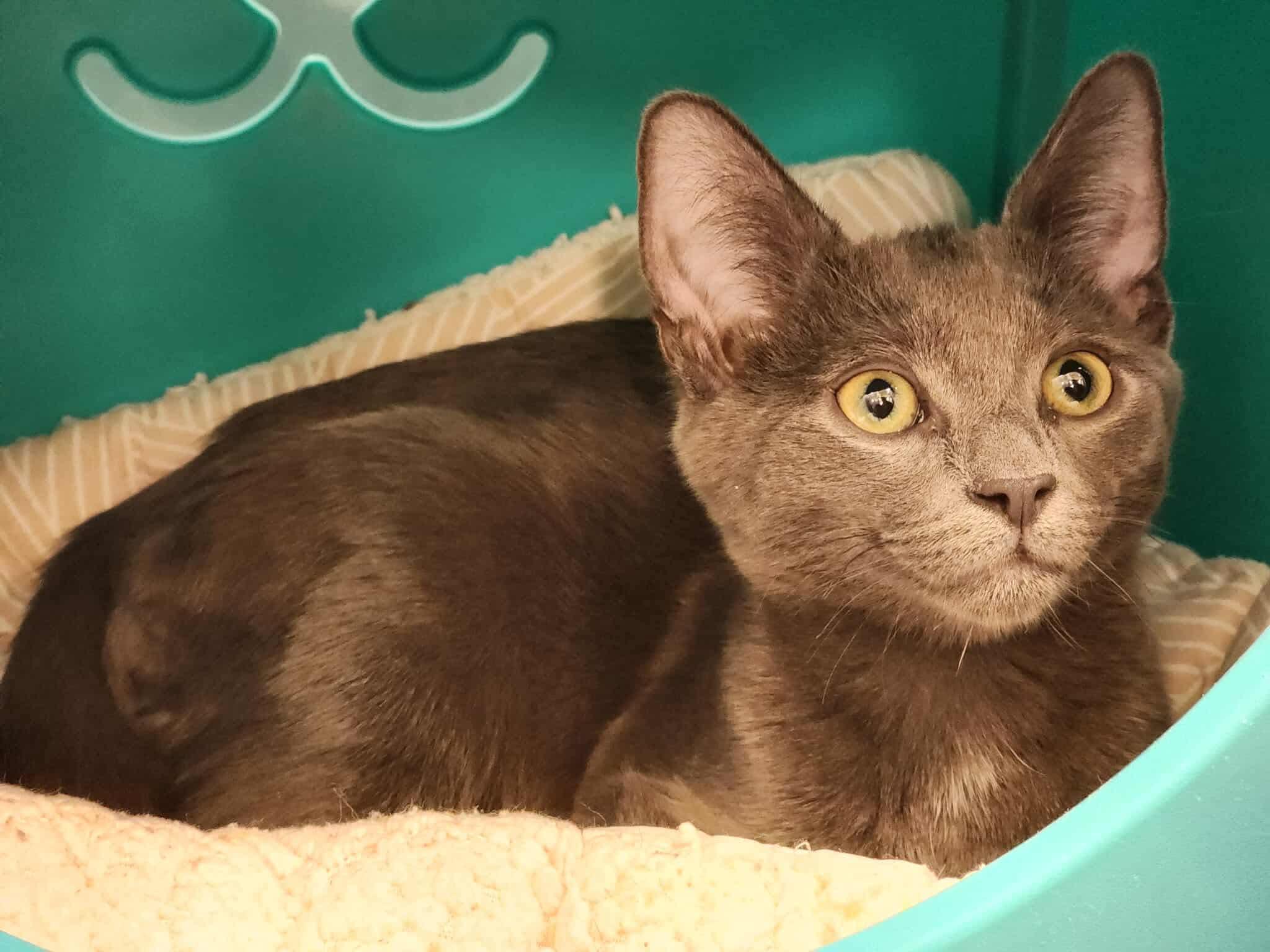 Enlarge Dumplin, a Adoptable Domestic Short Hair in Sterling, VA image 1/3