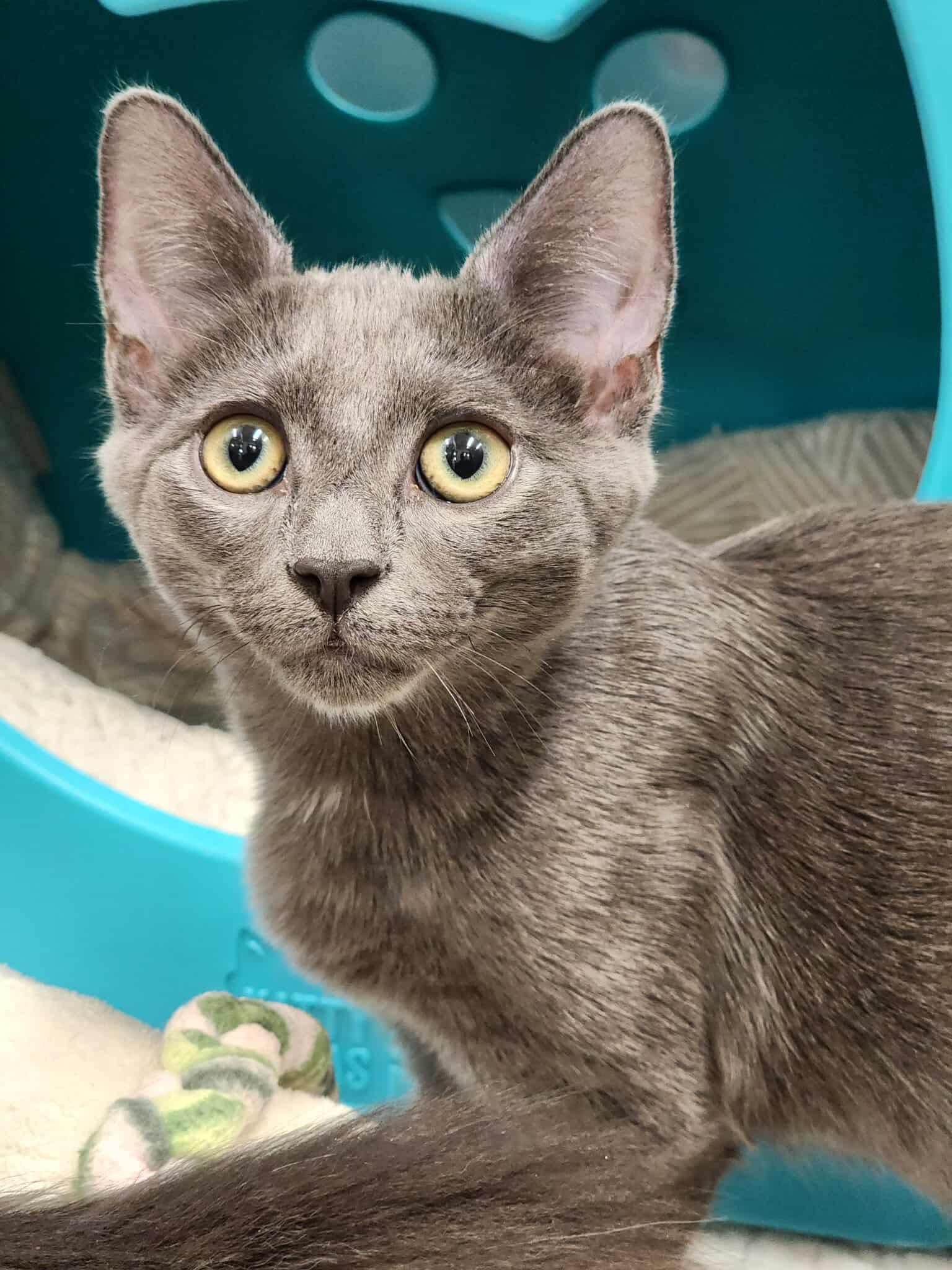 Enlarge Dumplin, a Adoptable Domestic Short Hair in Sterling, VA image 2/3