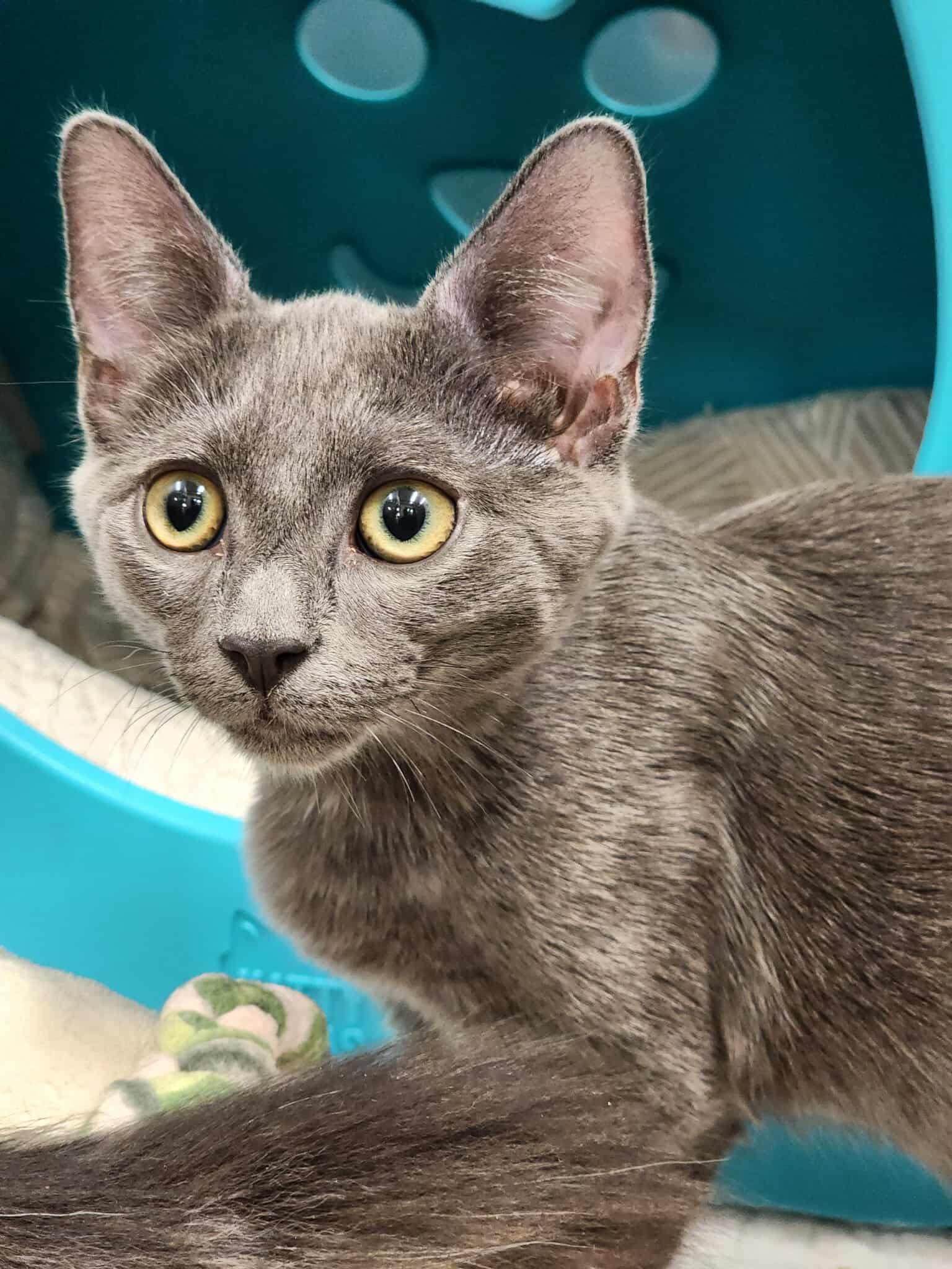 Enlarge Dumplin, a Adoptable Domestic Short Hair in Sterling, VA image 3/3