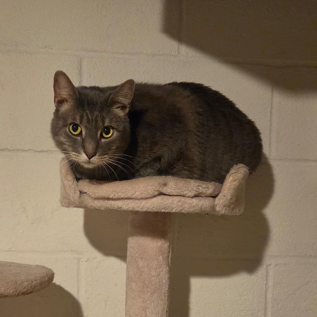 Garfield, Adoptable, Young Male Domestic Short Hair.