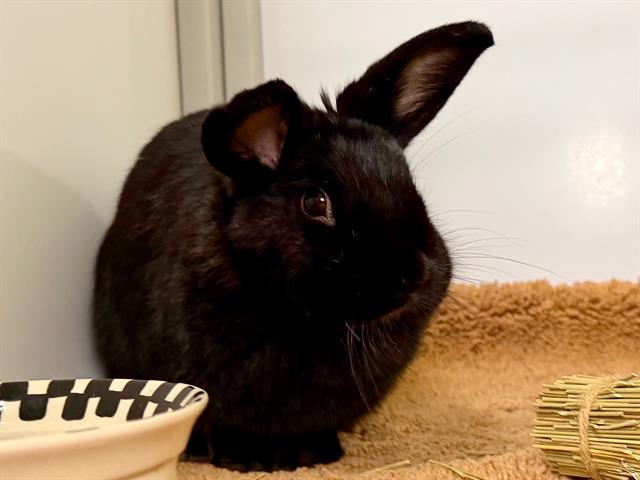 FIONA, Adoptable, Young Female Bunny Rabbit.