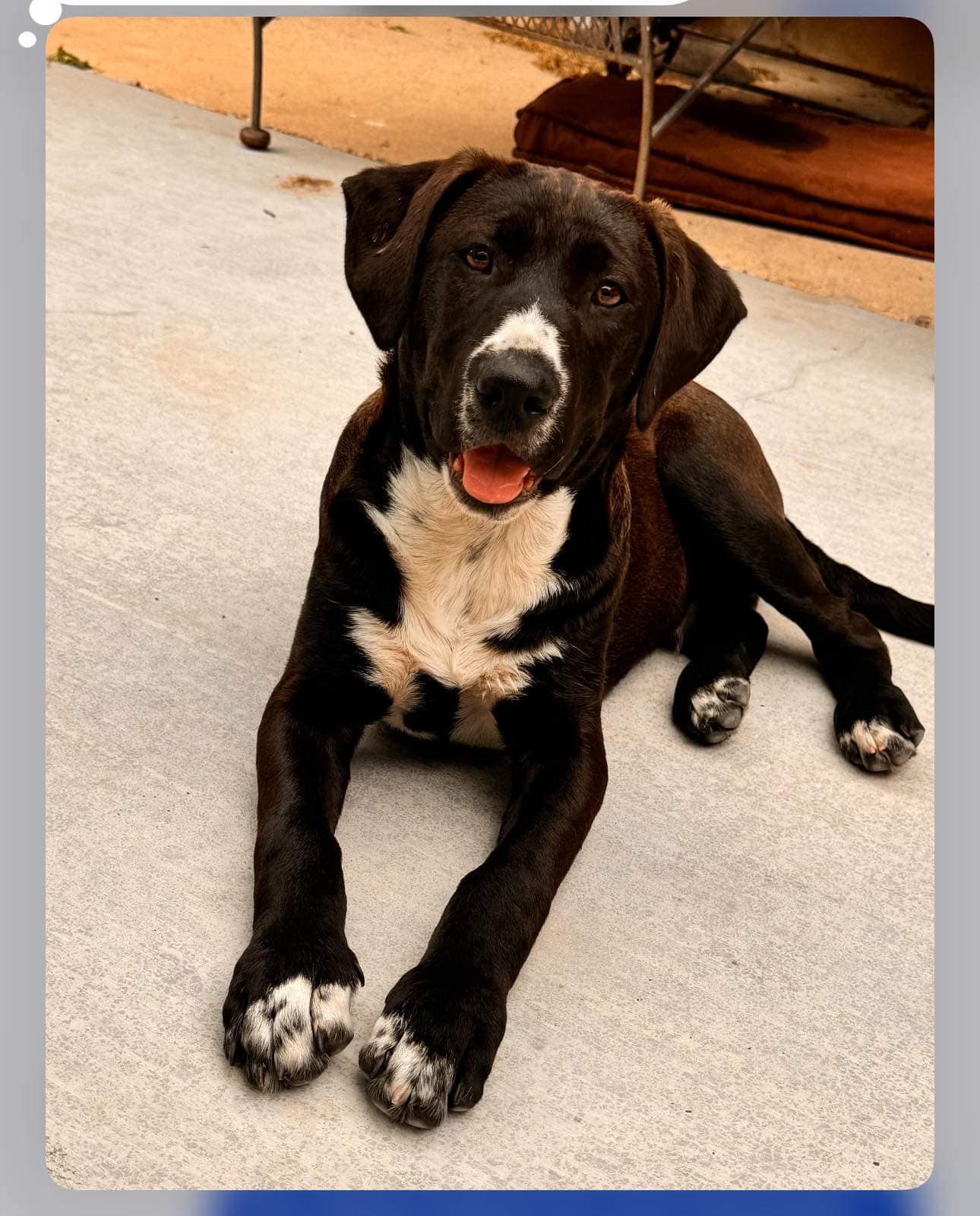 Dwayne (20240613-06), an adoptable Labrador Retriever in Hamilton, ON, L8P 4Y5 | Photo Image 5