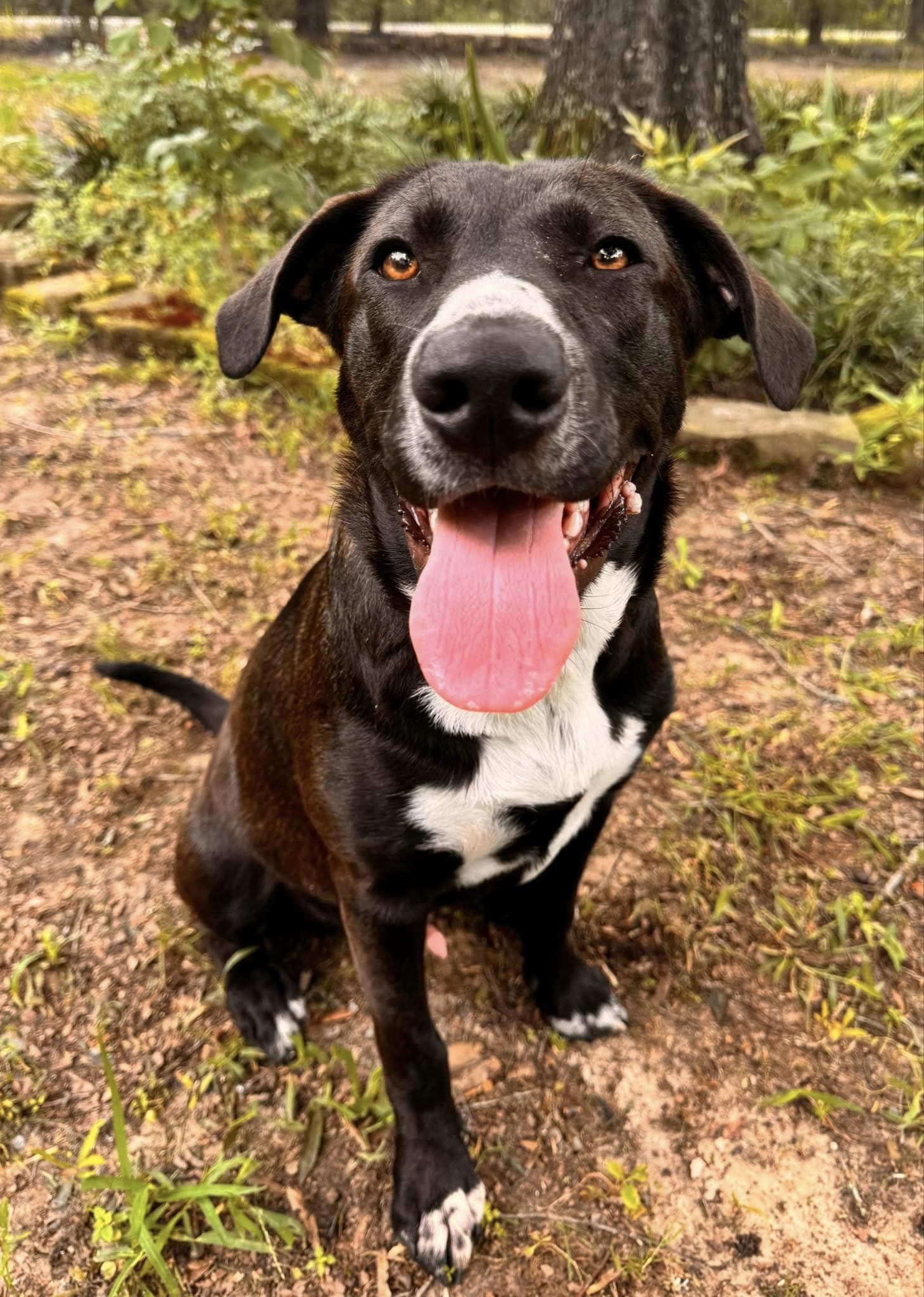 Dwayne (20240613-06), an adoptable Labrador Retriever in Hamilton, ON, L8P 4Y5 | Photo Image 4