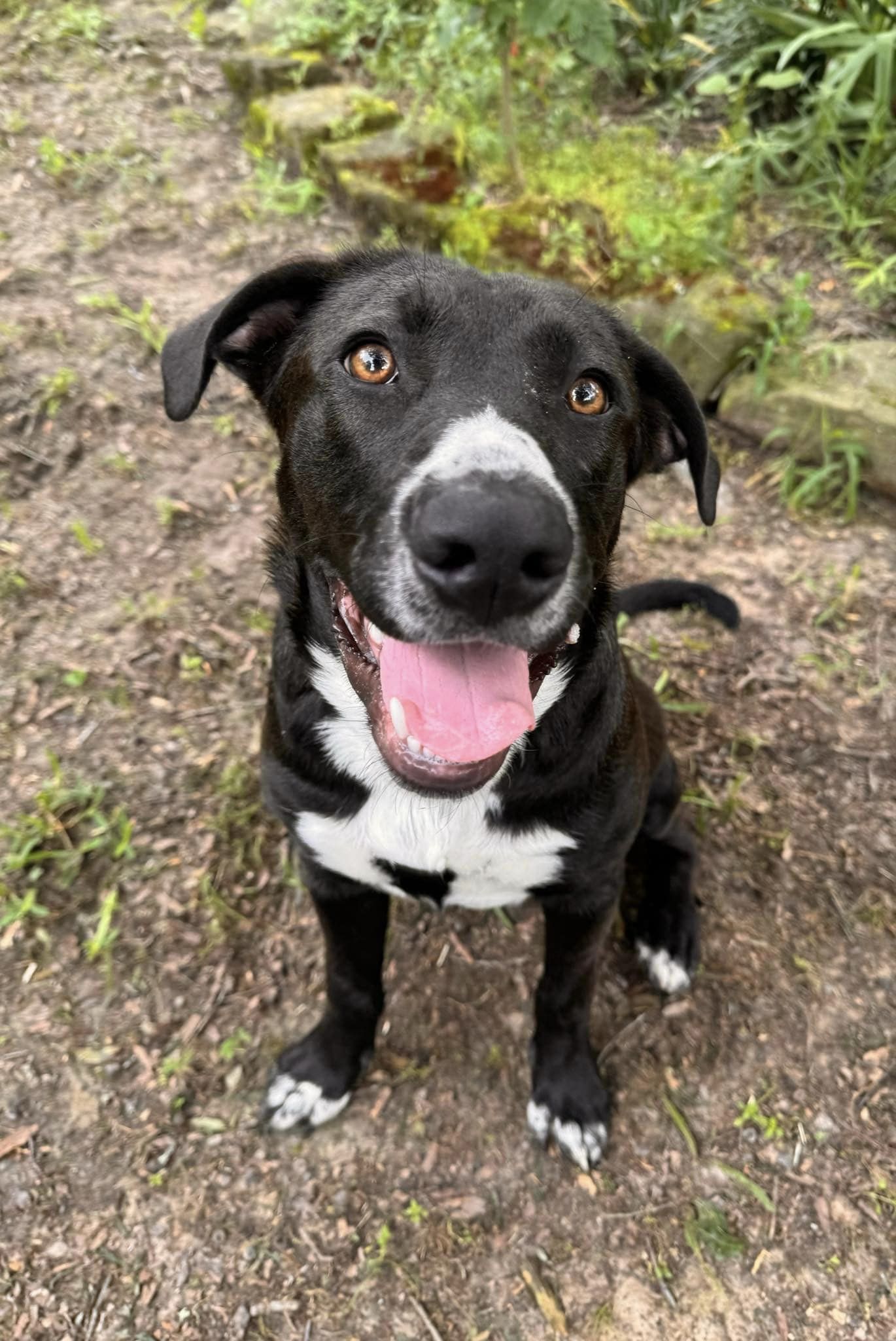 Dwayne (20240613-06), an adoptable Labrador Retriever in Hamilton, ON, L8P 4Y5 | Photo Image 1