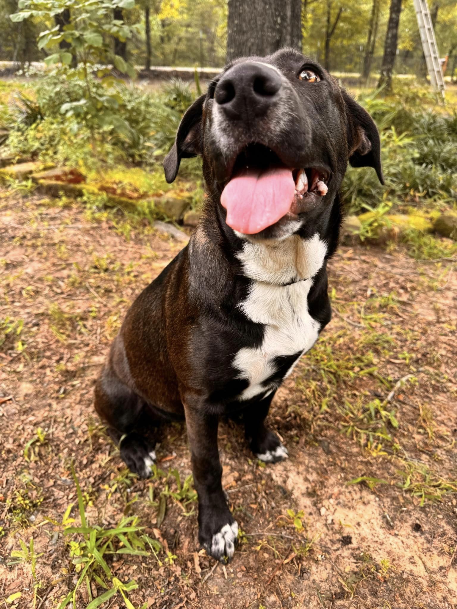 Dwayne (20240613-06), an adoptable Labrador Retriever in Hamilton, ON, L8P 4Y5 | Photo Image 3