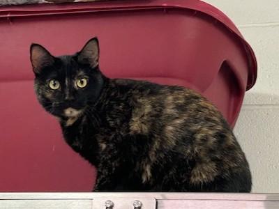 Hazelnut, Adoptable, Adult Female Tortoiseshell.