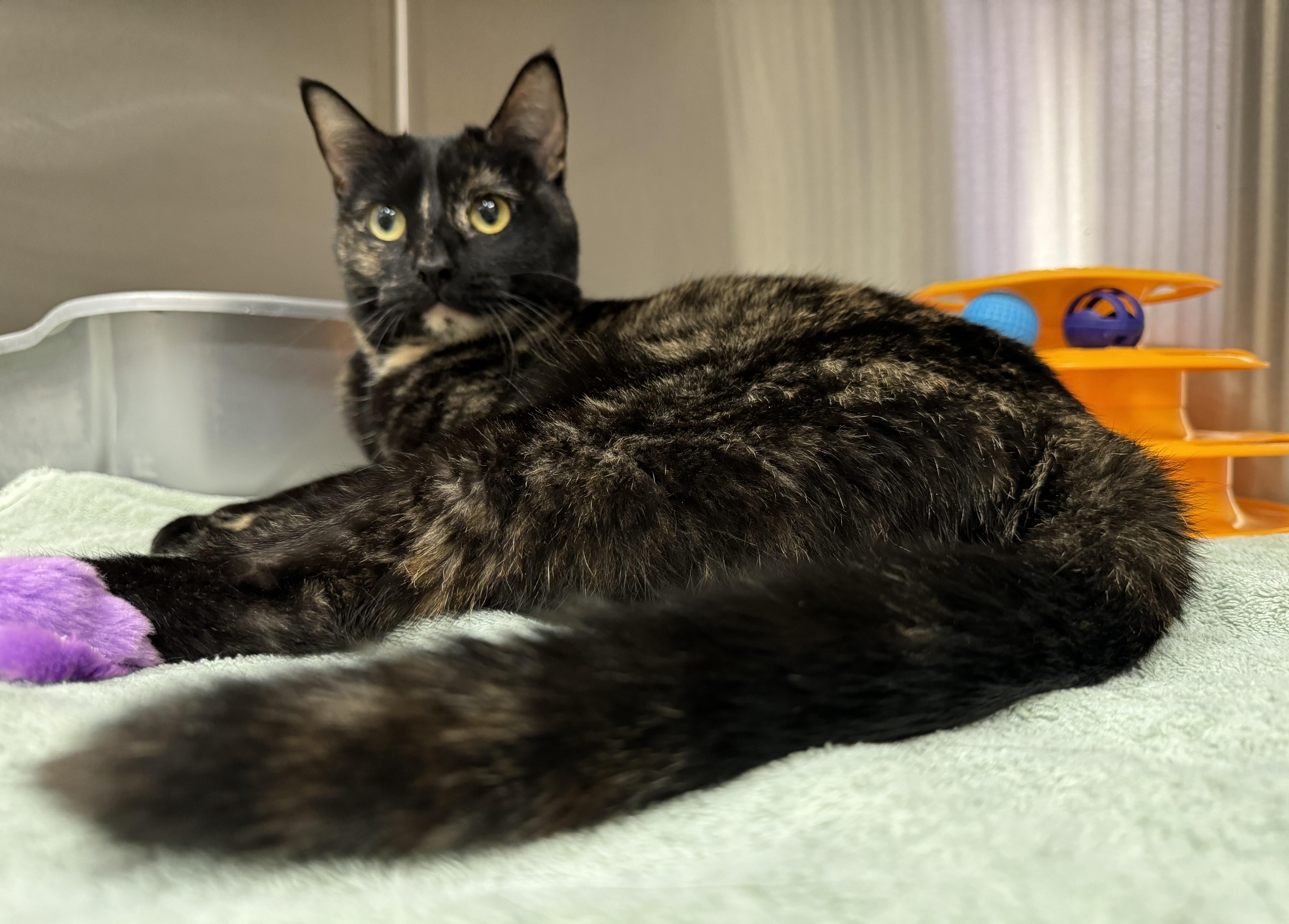 Hazelnut, an adoption pending Tortoiseshell in Mesquite, NV image 4/4