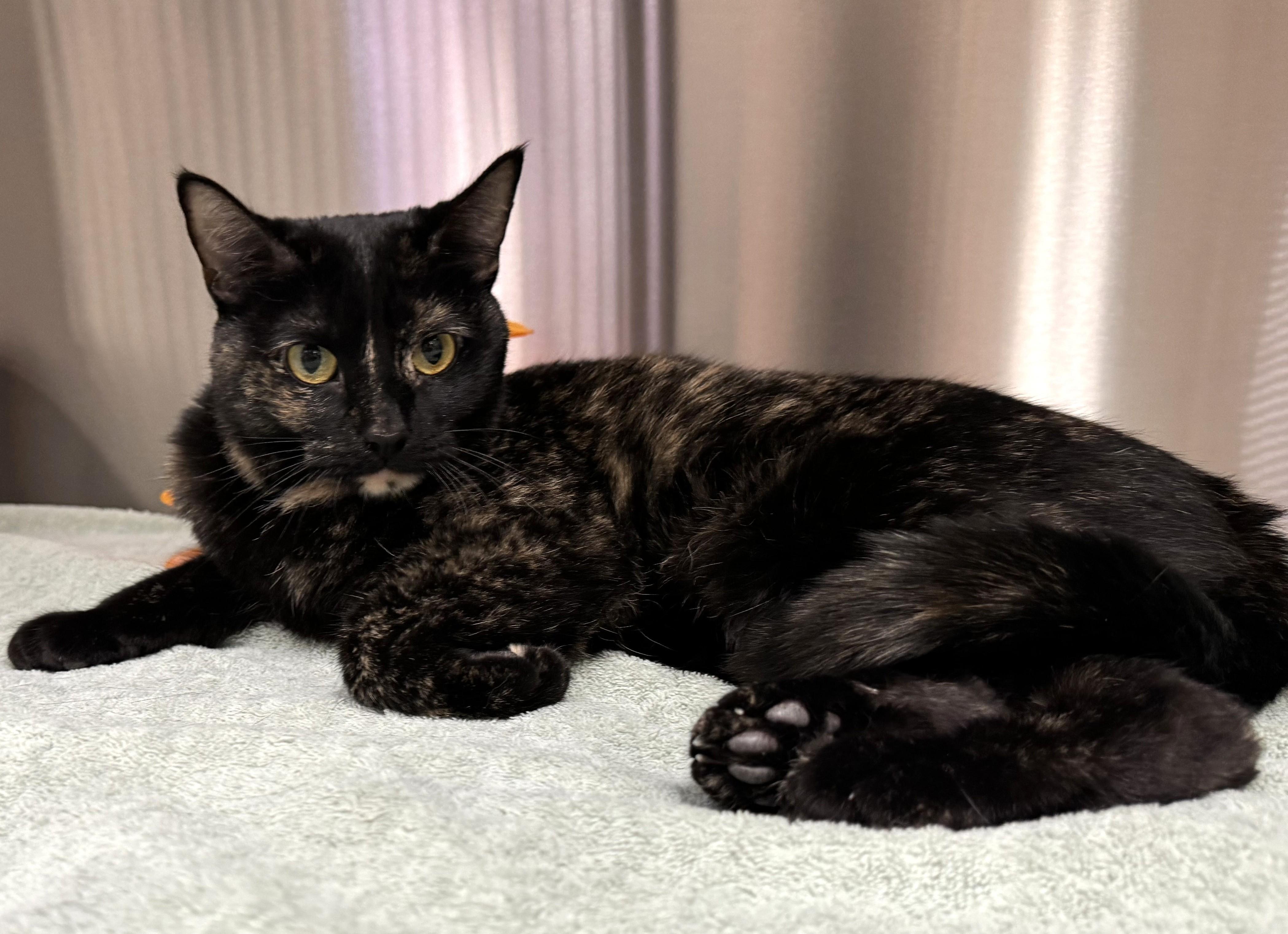 Hazelnut, an adoption pending Tortoiseshell in Mesquite, NV image 3/4