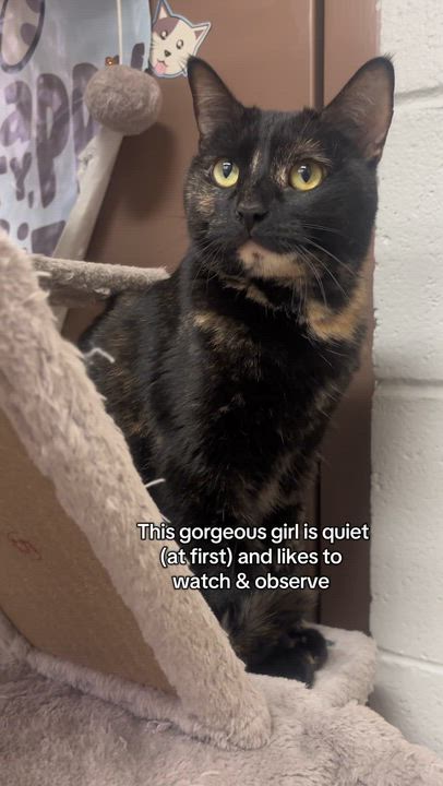Enlarge Hazelnut, an adoption pending Tortoiseshell in Mesquite, NV video 2/4