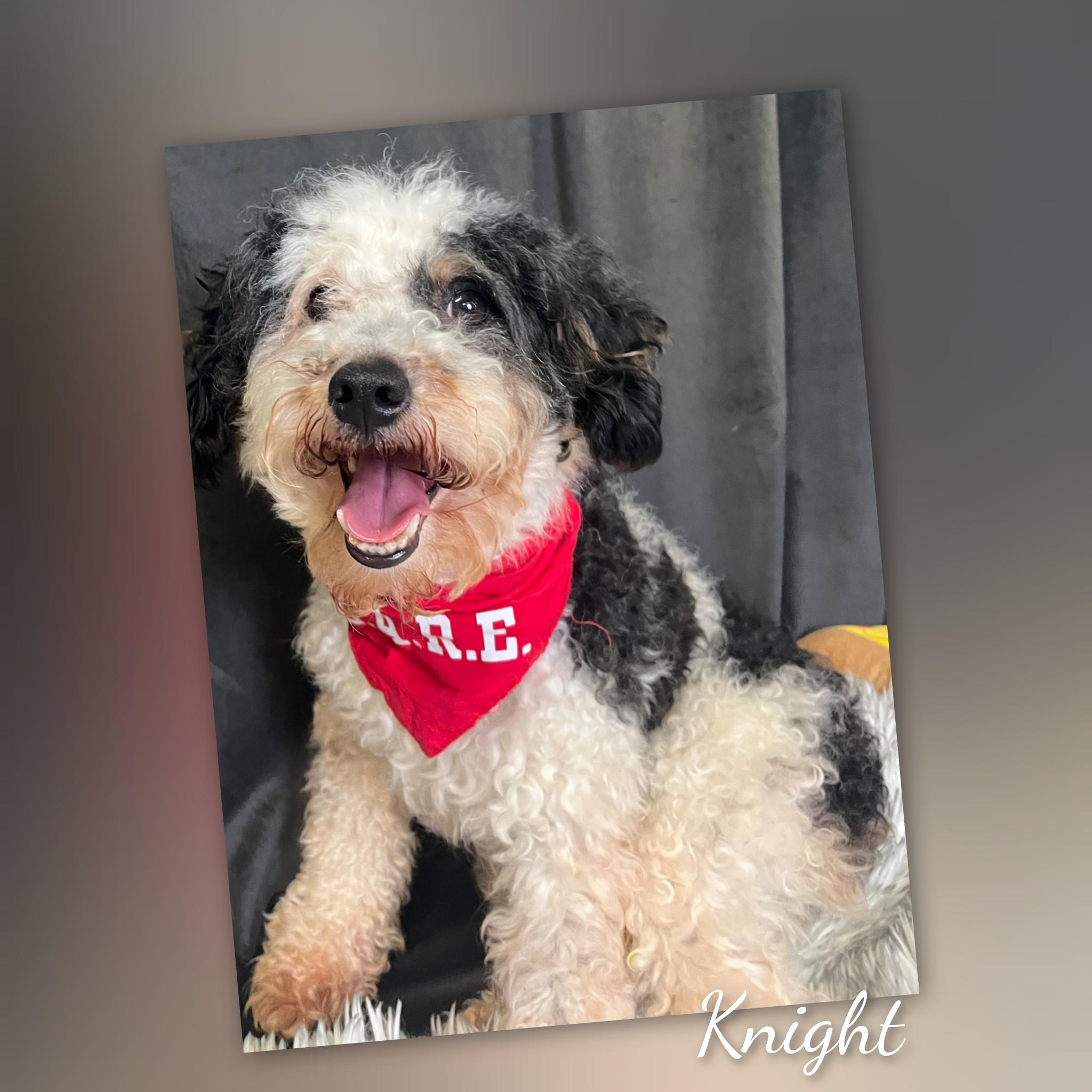 Knight, adopted, Adult Male Miniature Poodle.