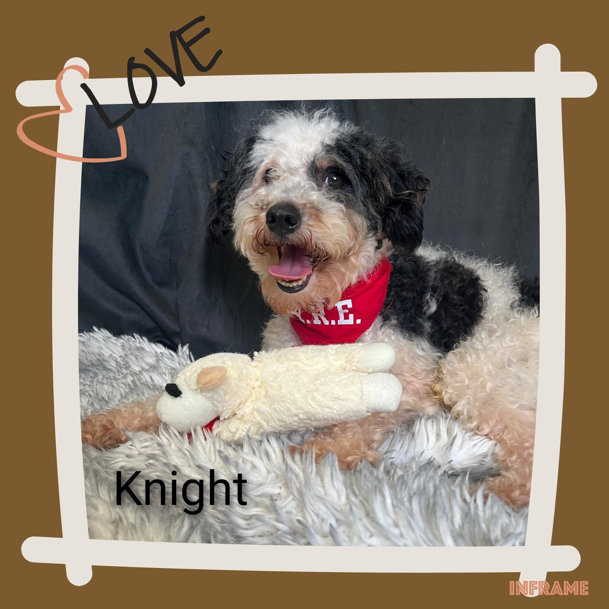 Knight, an adopted Miniature Poodle in Fredericksburg, VA image 5/6