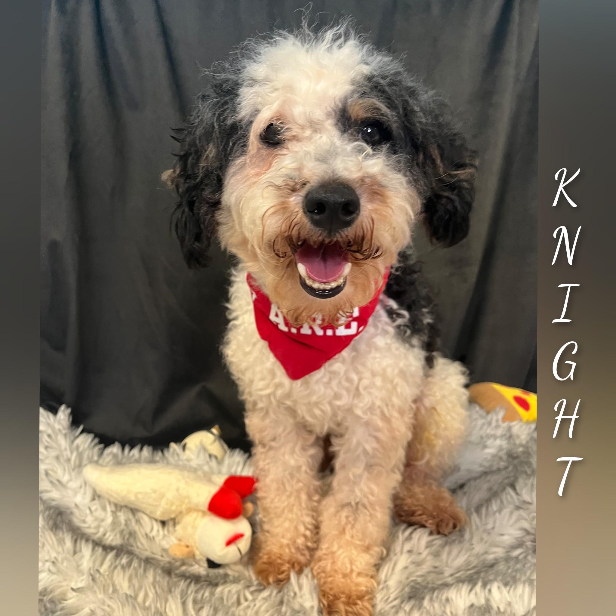 Knight, an adopted Miniature Poodle in Fredericksburg, VA image 4/6