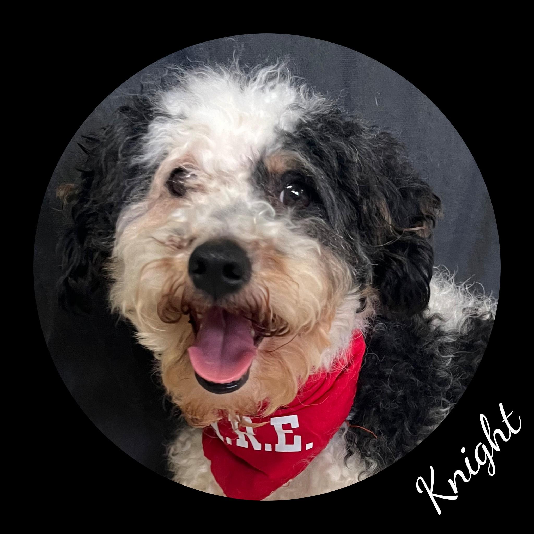 Knight, an adopted Miniature Poodle in Fredericksburg, VA image 3/6
