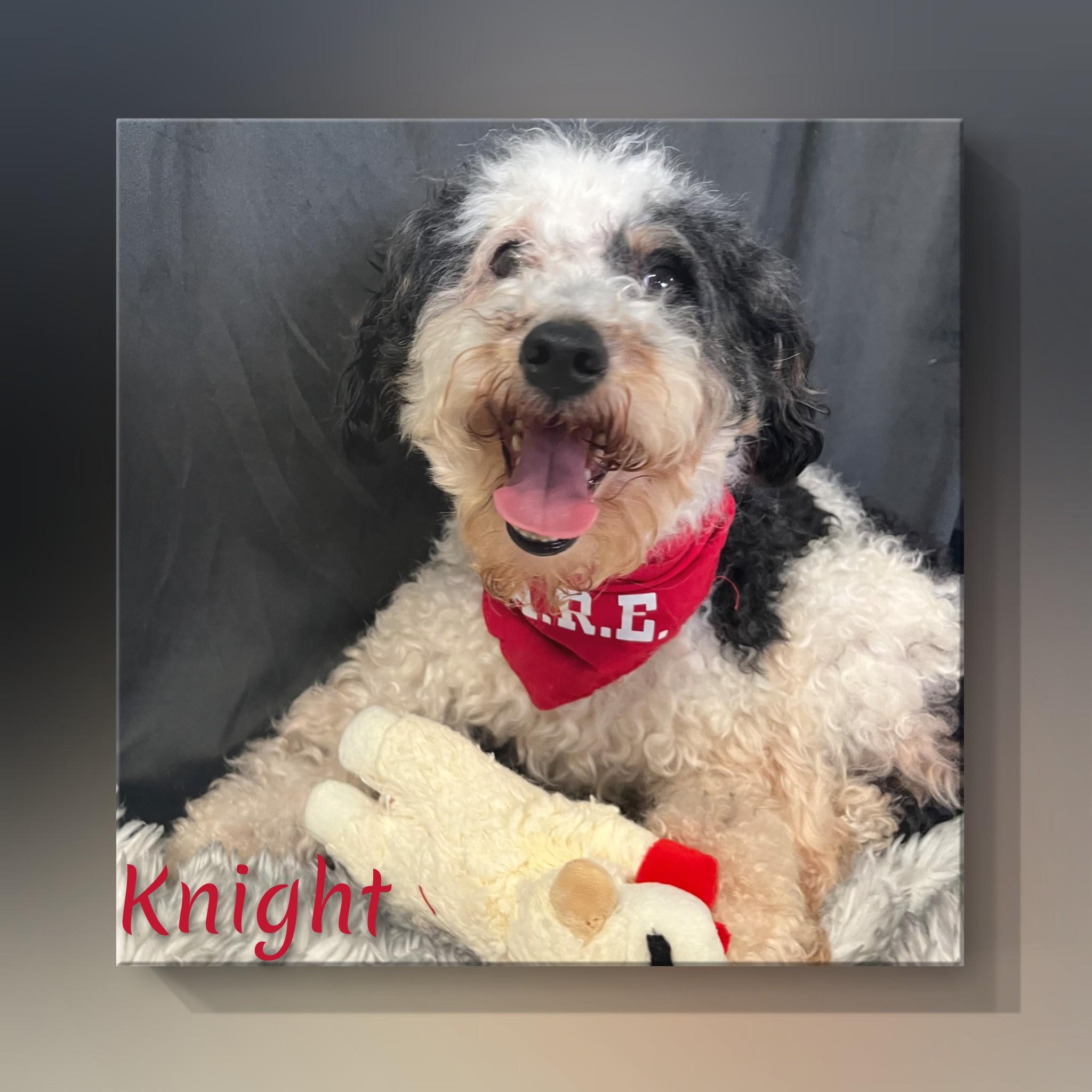 Knight, an adopted Miniature Poodle in Fredericksburg, VA image 6/6