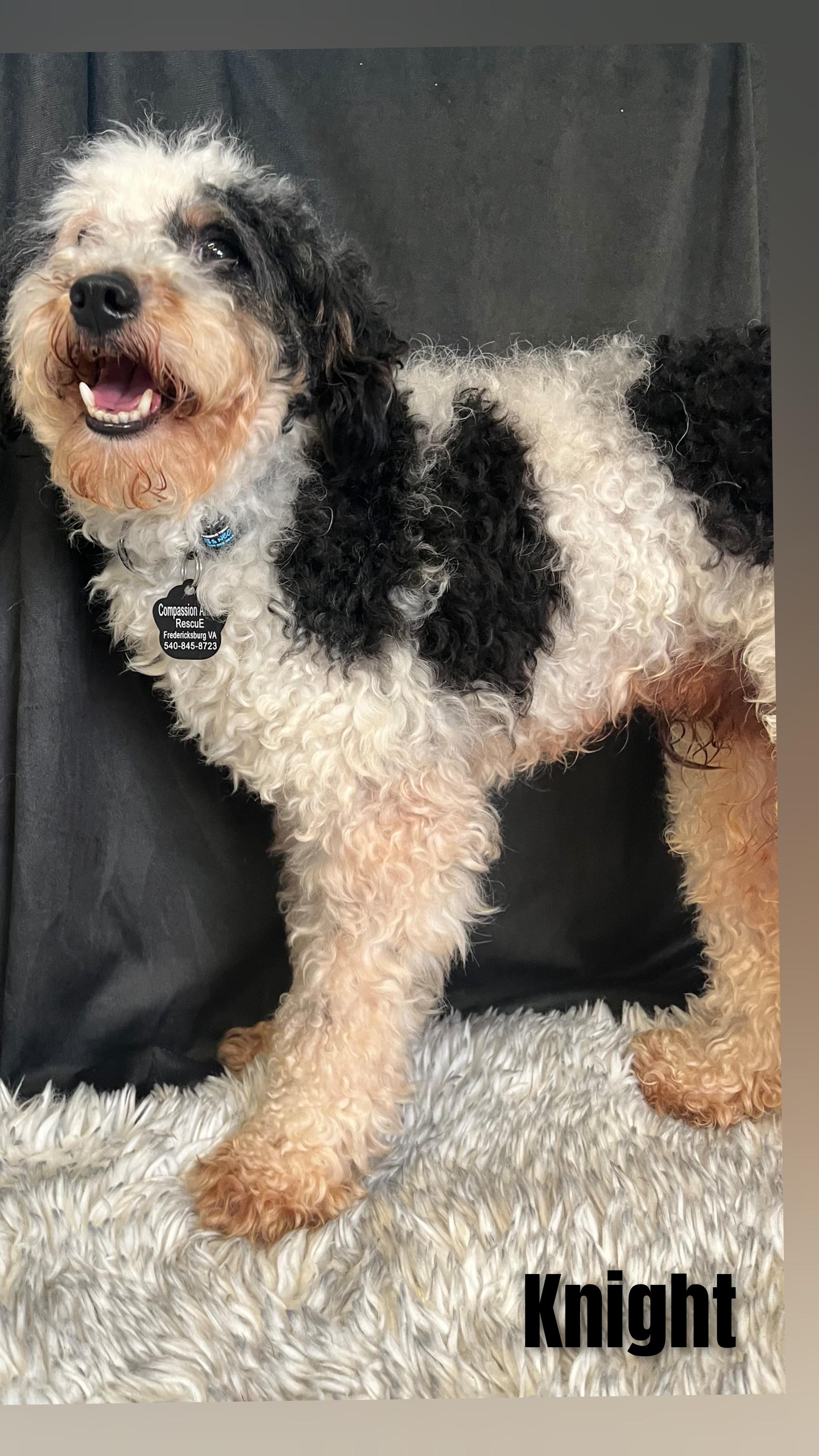 Knight, an adopted Miniature Poodle in Fredericksburg, VA image 2/6