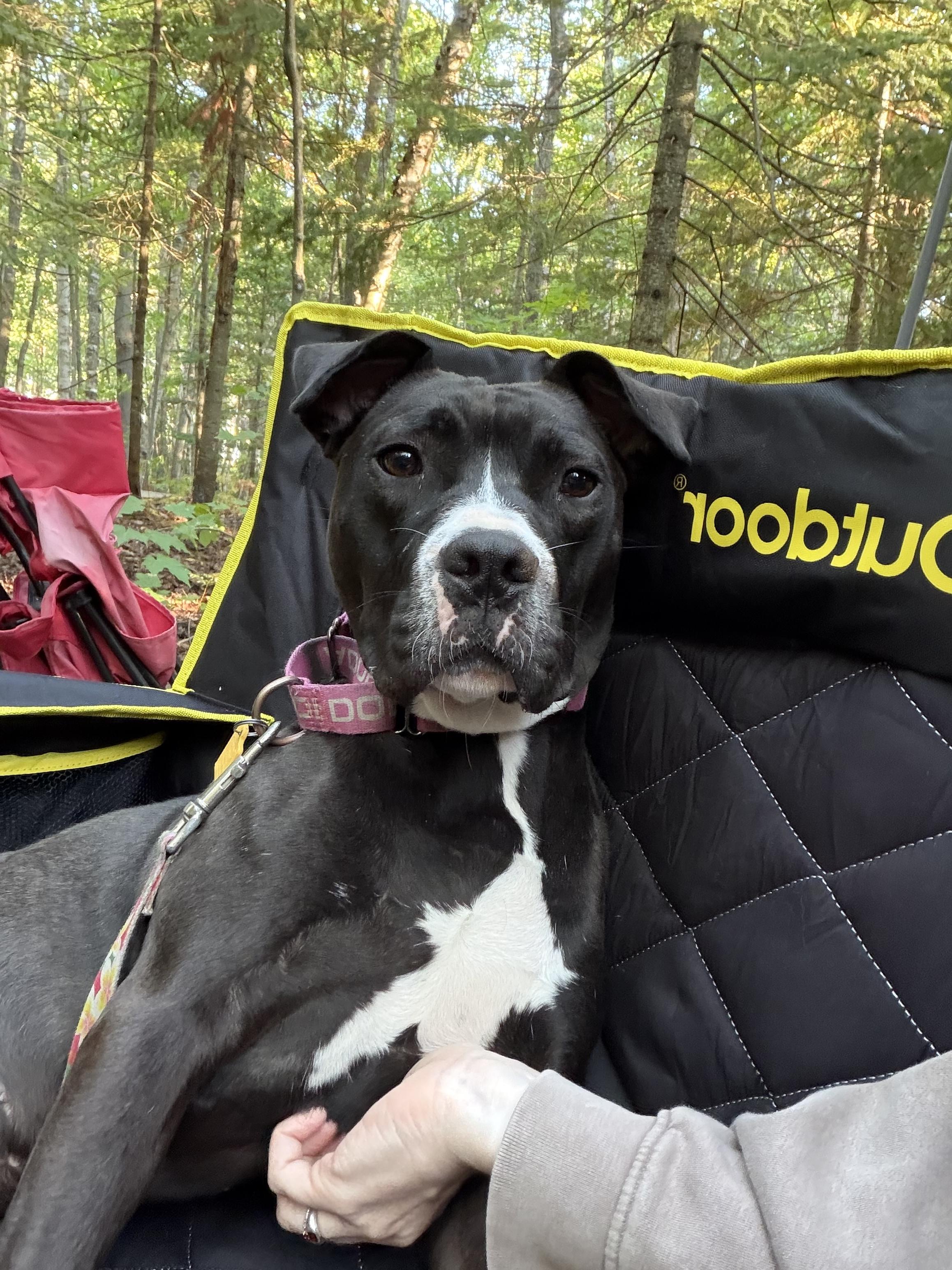 Enlarge Pippy, a Adoptable mixed breed in Seville, OH image 4/6