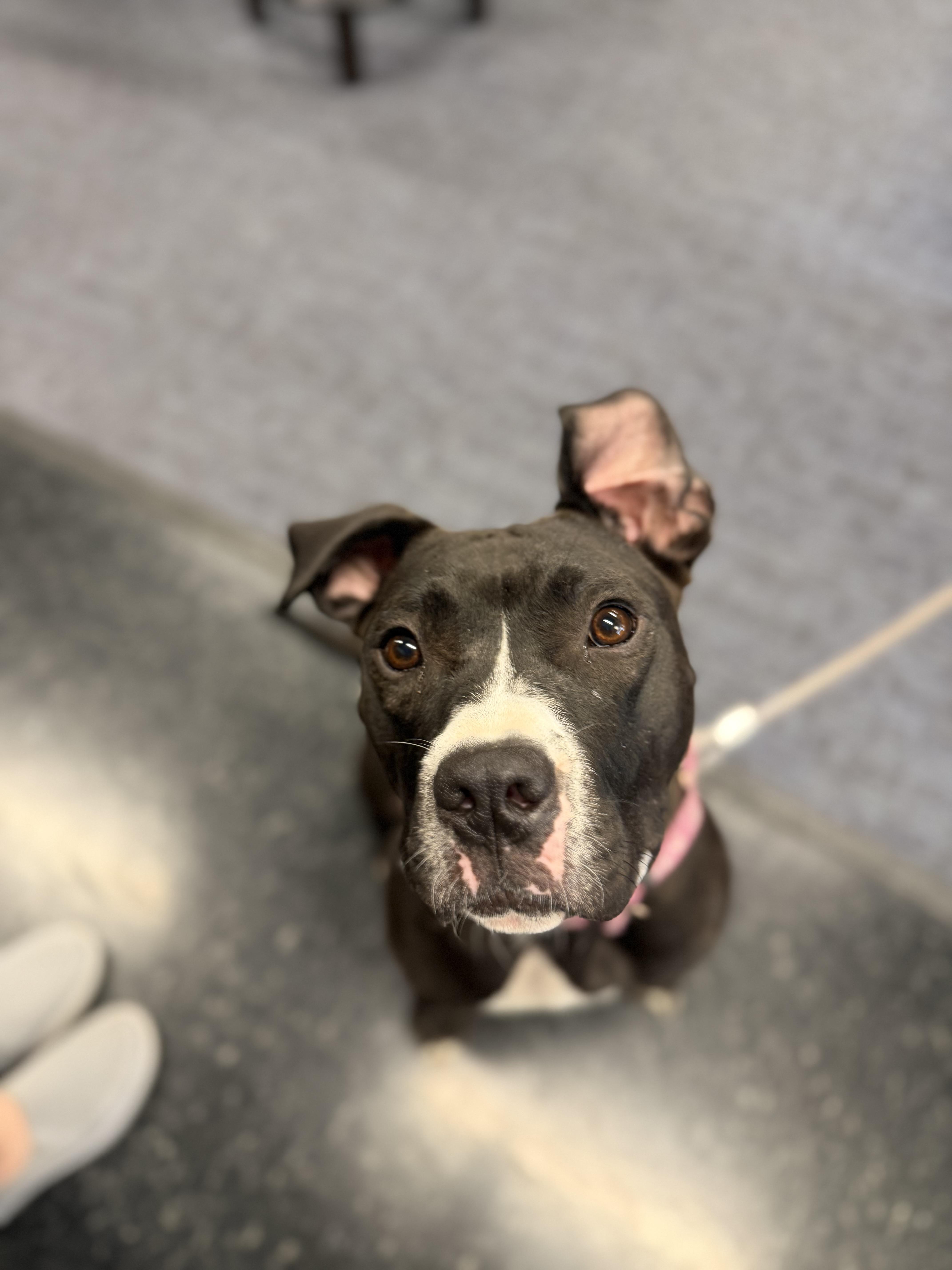 Enlarge Pippy, a Adoptable mixed breed in Seville, OH image 2/6