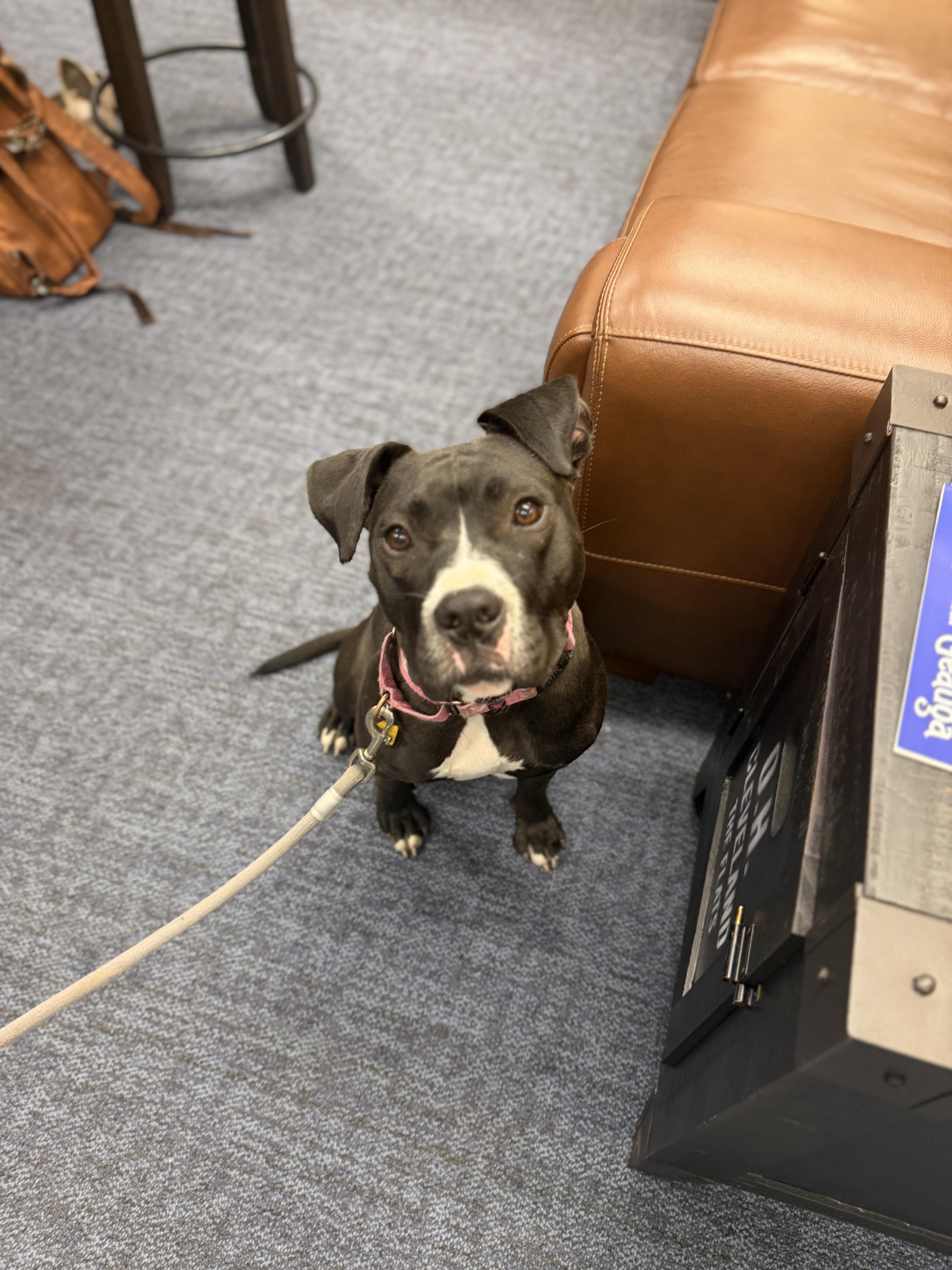Enlarge Pippy, a Adoptable mixed breed in Seville, OH image 3/6