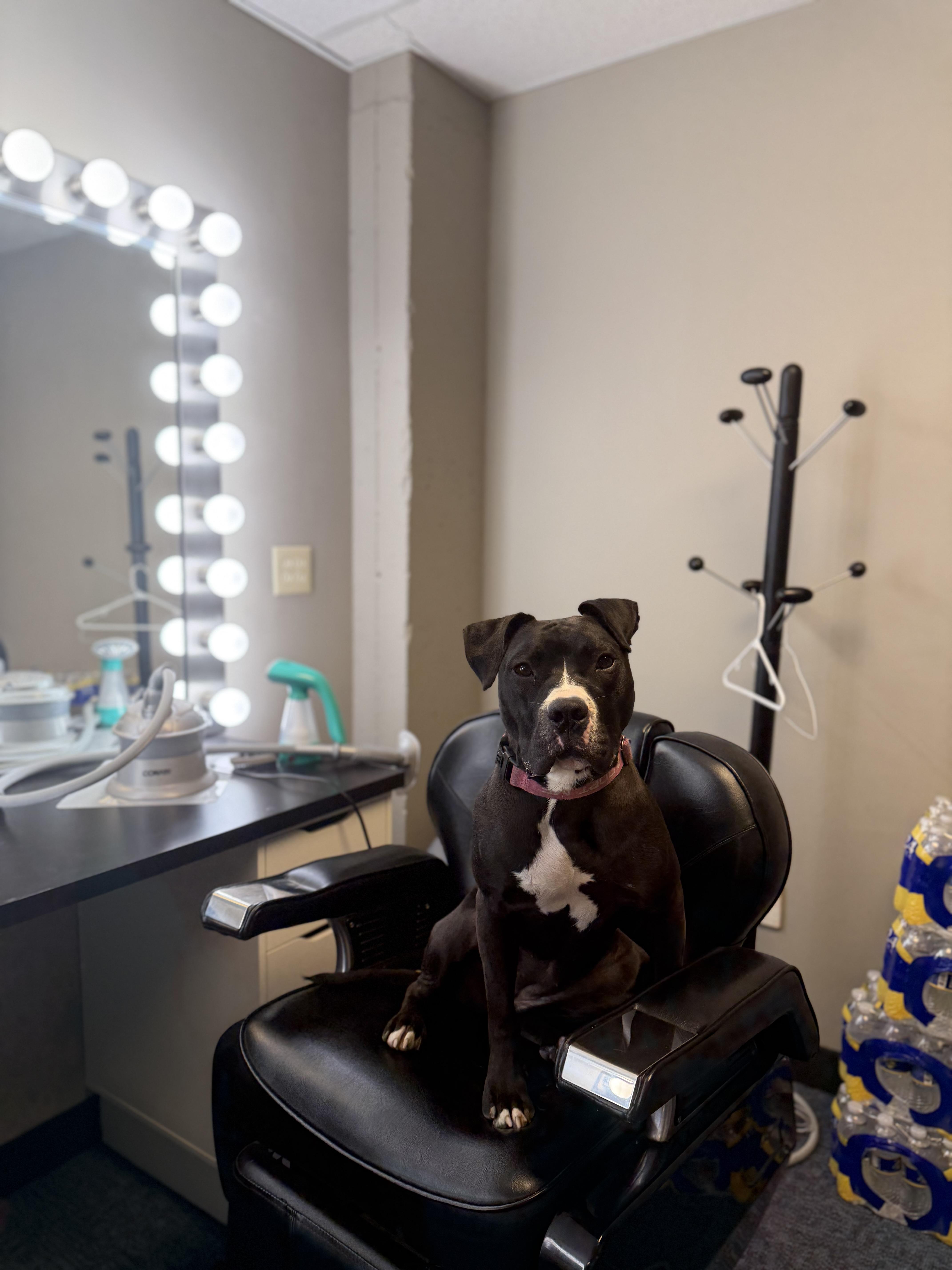 Pippy, Adoptable, Young Female Pit Bull Terrier.