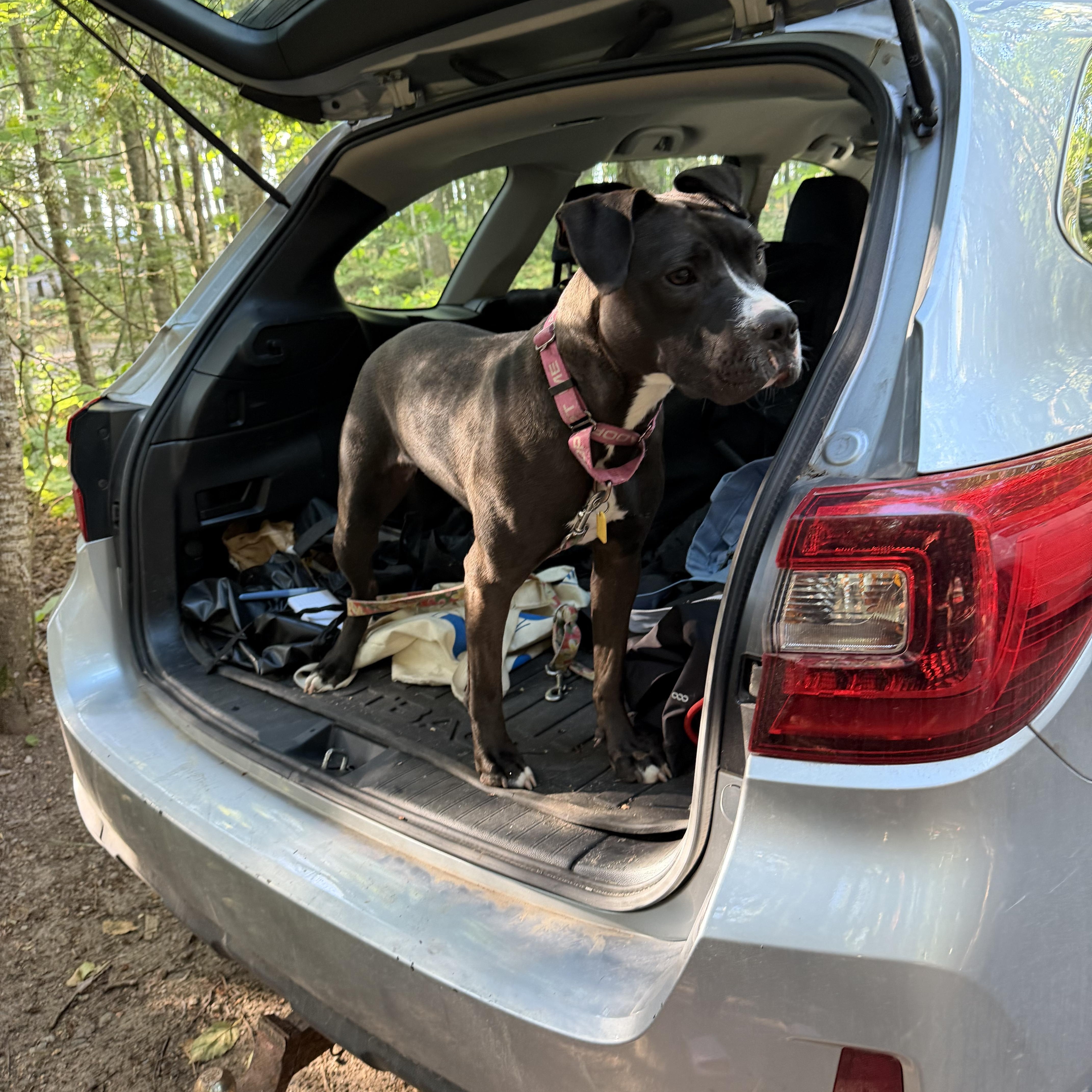 Enlarge Pippy, a Adoptable mixed breed in Seville, OH image 5/6