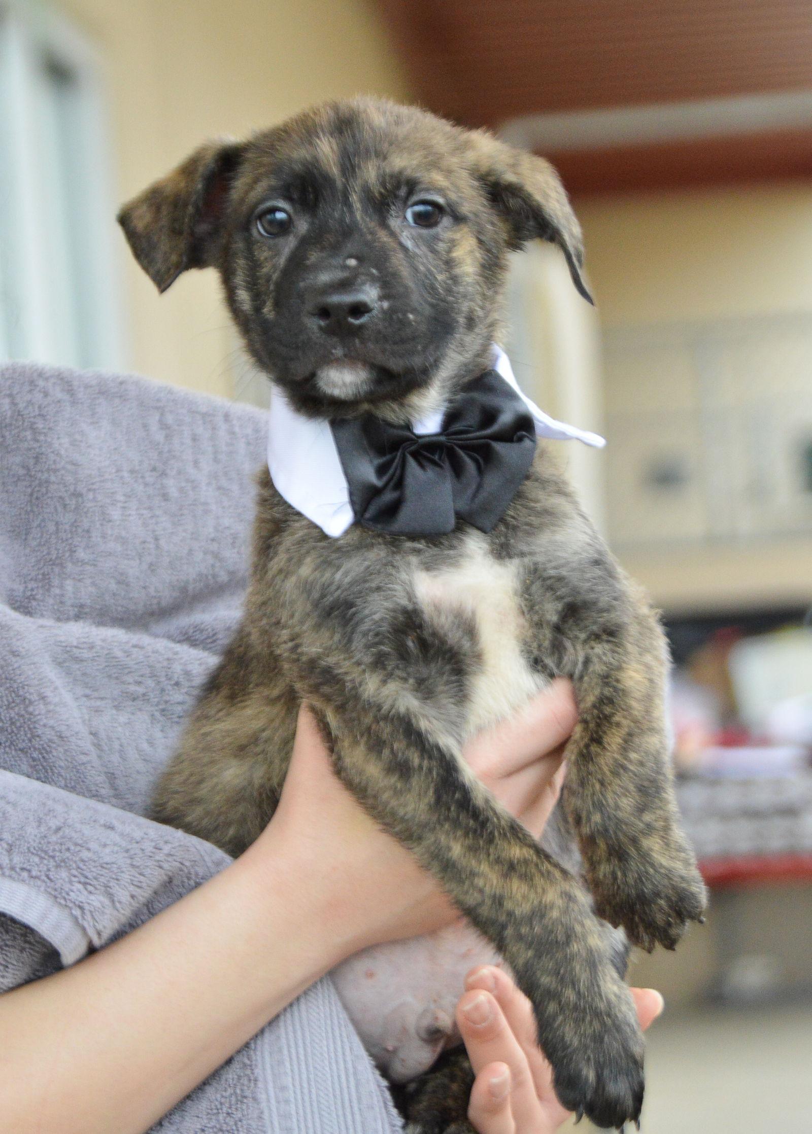 Enlarge Sir Smooch, a Adopted Shepherd in McKinney, TX image 1/2