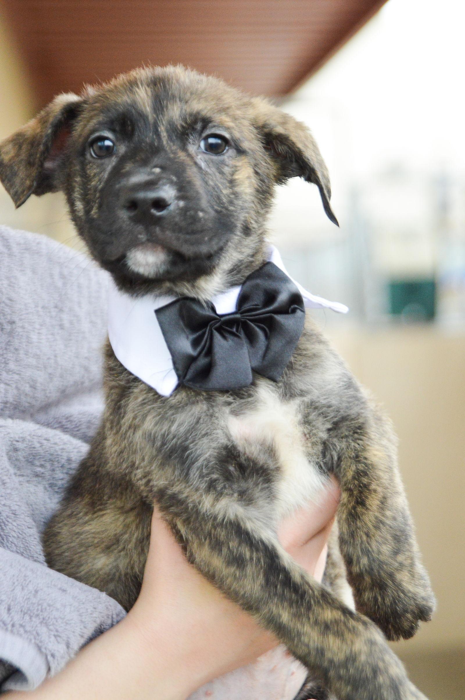 Enlarge Sir Smooch, a Adopted Shepherd in McKinney, TX image 2/2