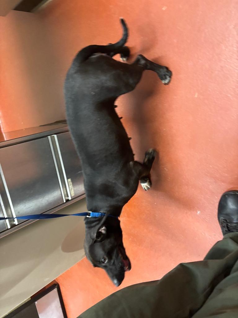 Enlarge Jazmina, a Adoptable Dachshund in Douglasville, GA image 1/6