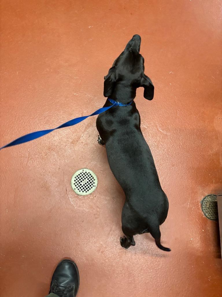Enlarge Jazmina, a Adoptable Dachshund in Douglasville, GA image 2/6