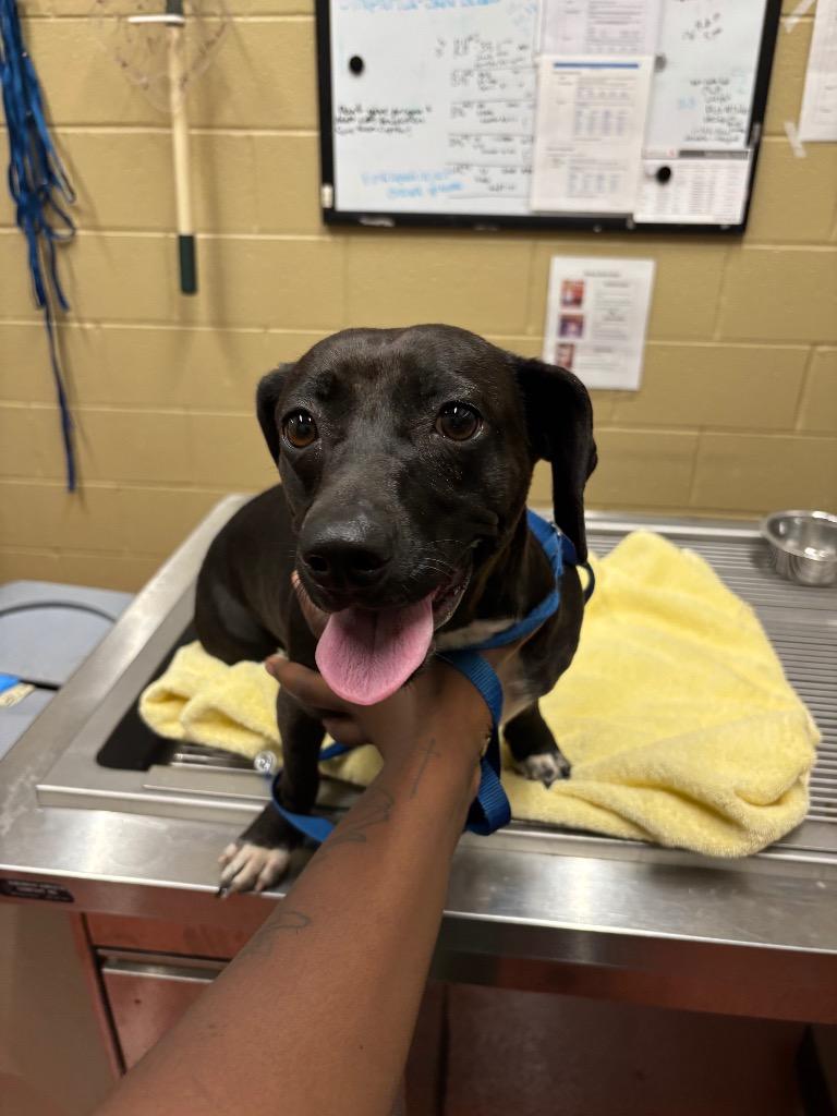 Enlarge Jazmina, a Adoptable Dachshund in Douglasville, GA image 3/6