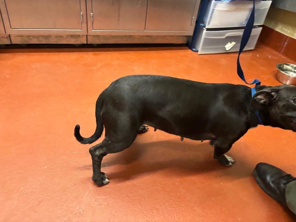 Enlarge Jazmina, a Adoptable Dachshund in Douglasville, GA image 4/6