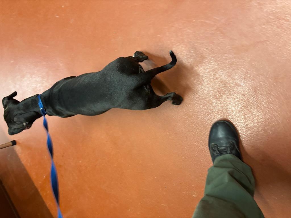 Enlarge Jazmina, a Adoptable Dachshund in Douglasville, GA image 5/6